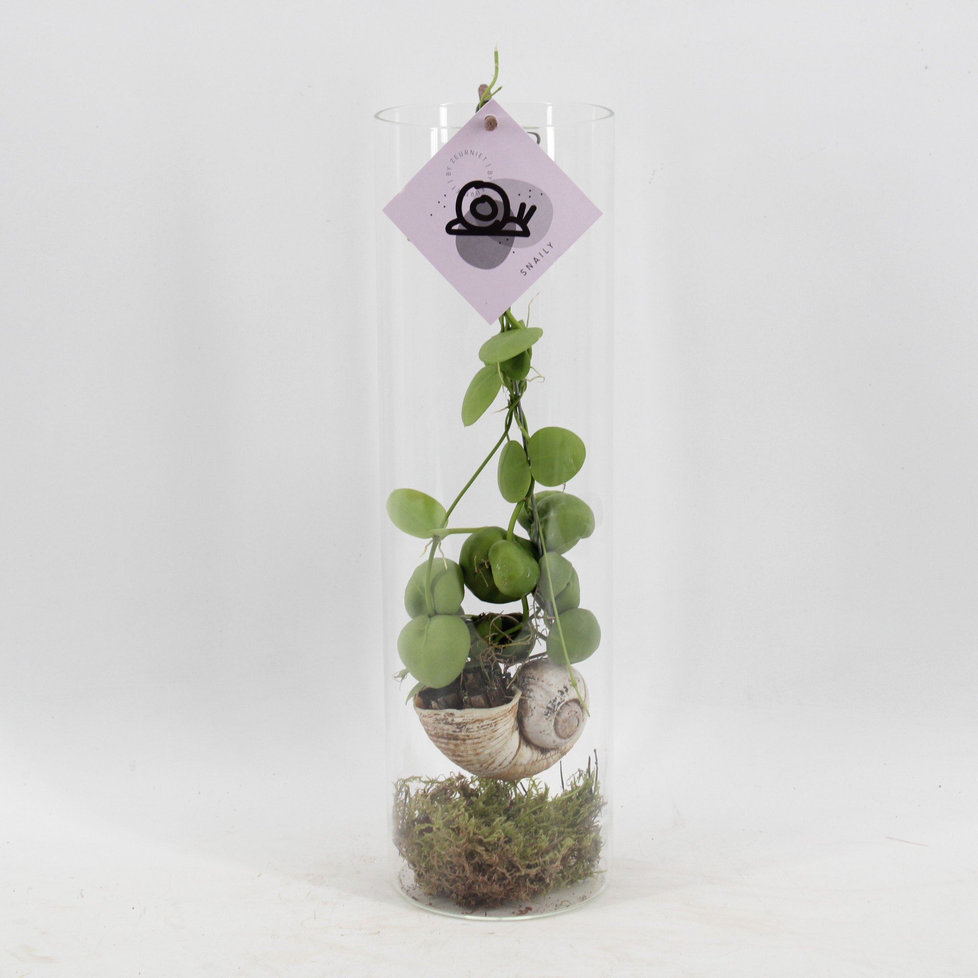 Snaily - Dischidia, D 11 cm