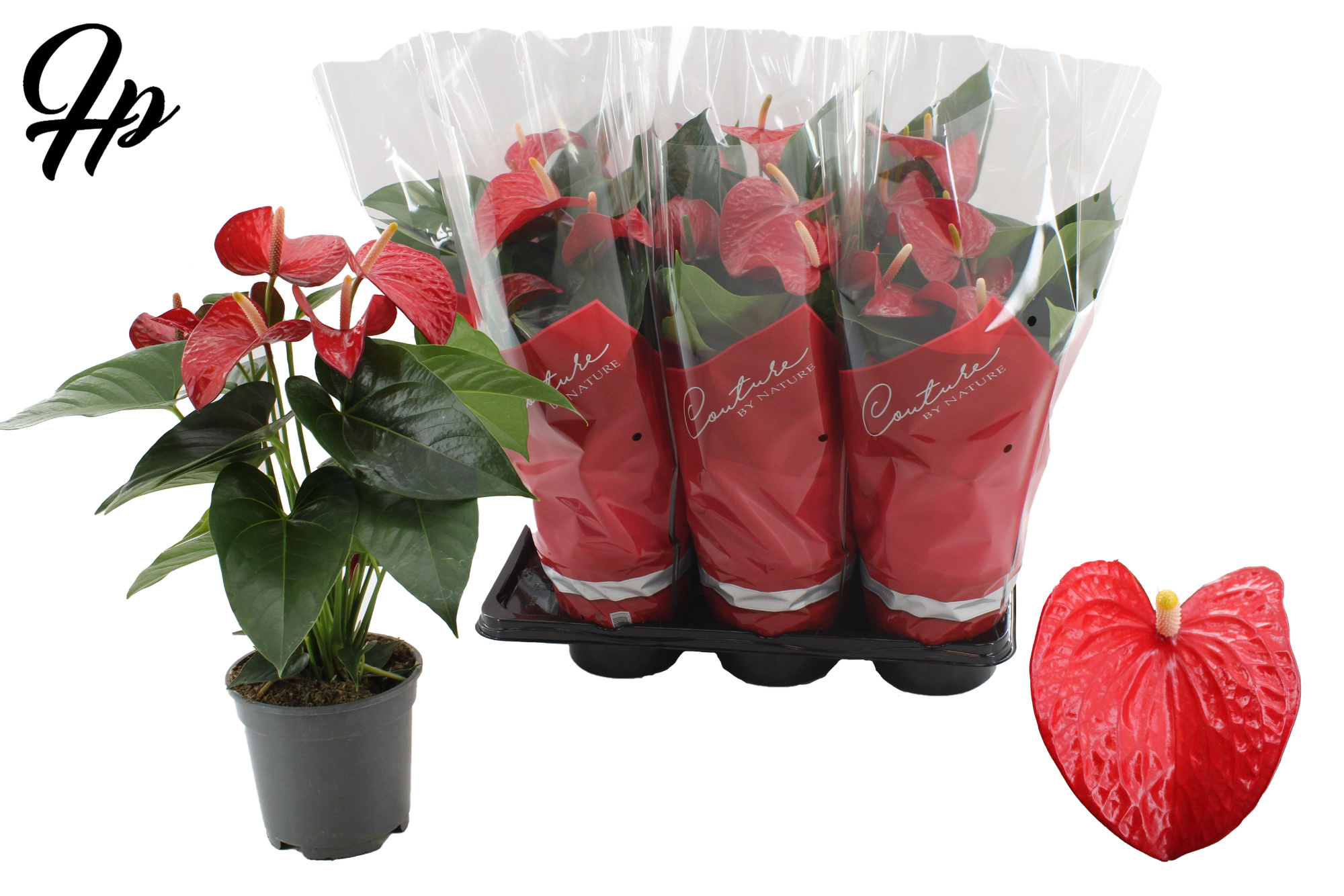 Anthurium Red Bull in Couture sleeve, D 17 cm
