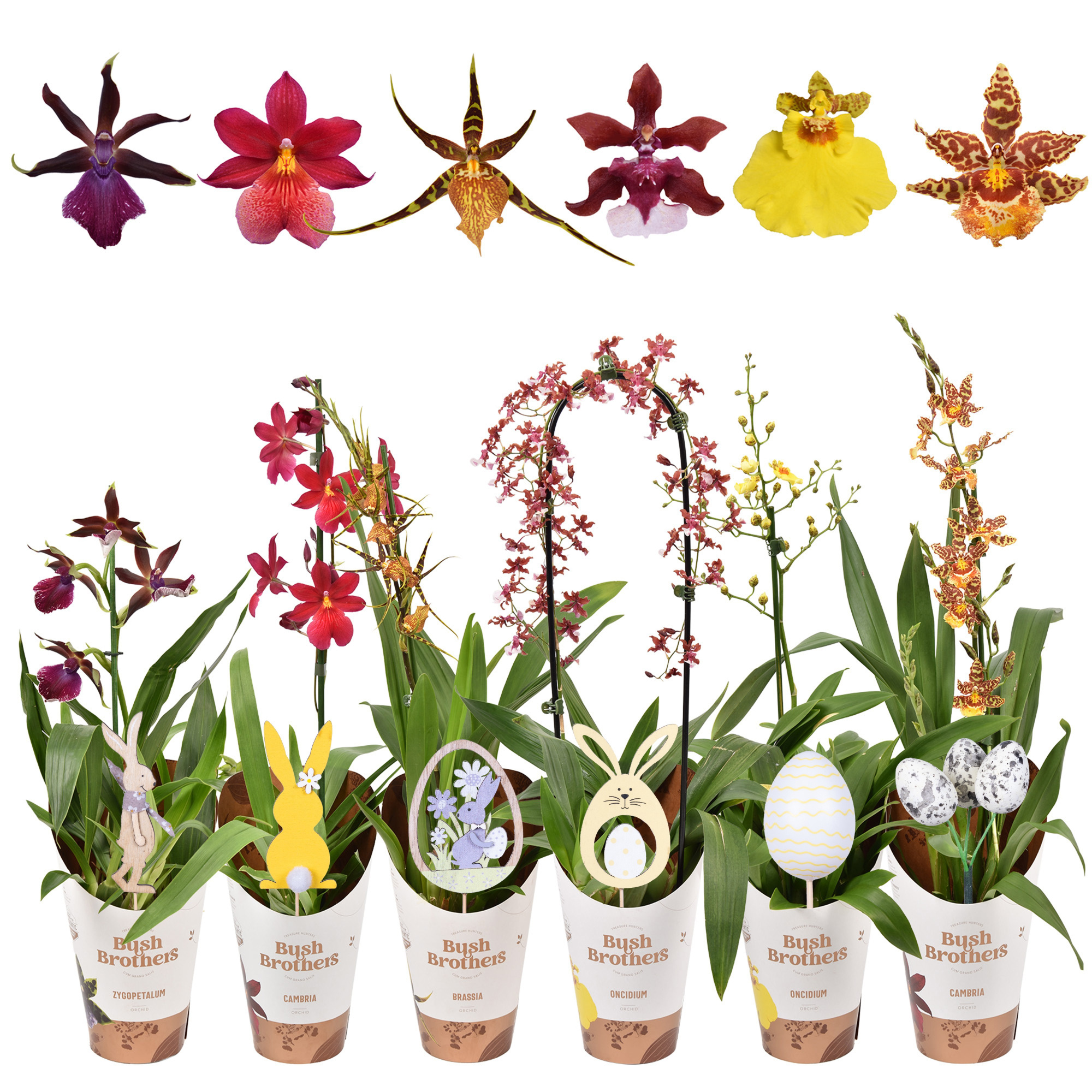 Orchideeën mix 1 tak met paas steker 12 cm, D 12
