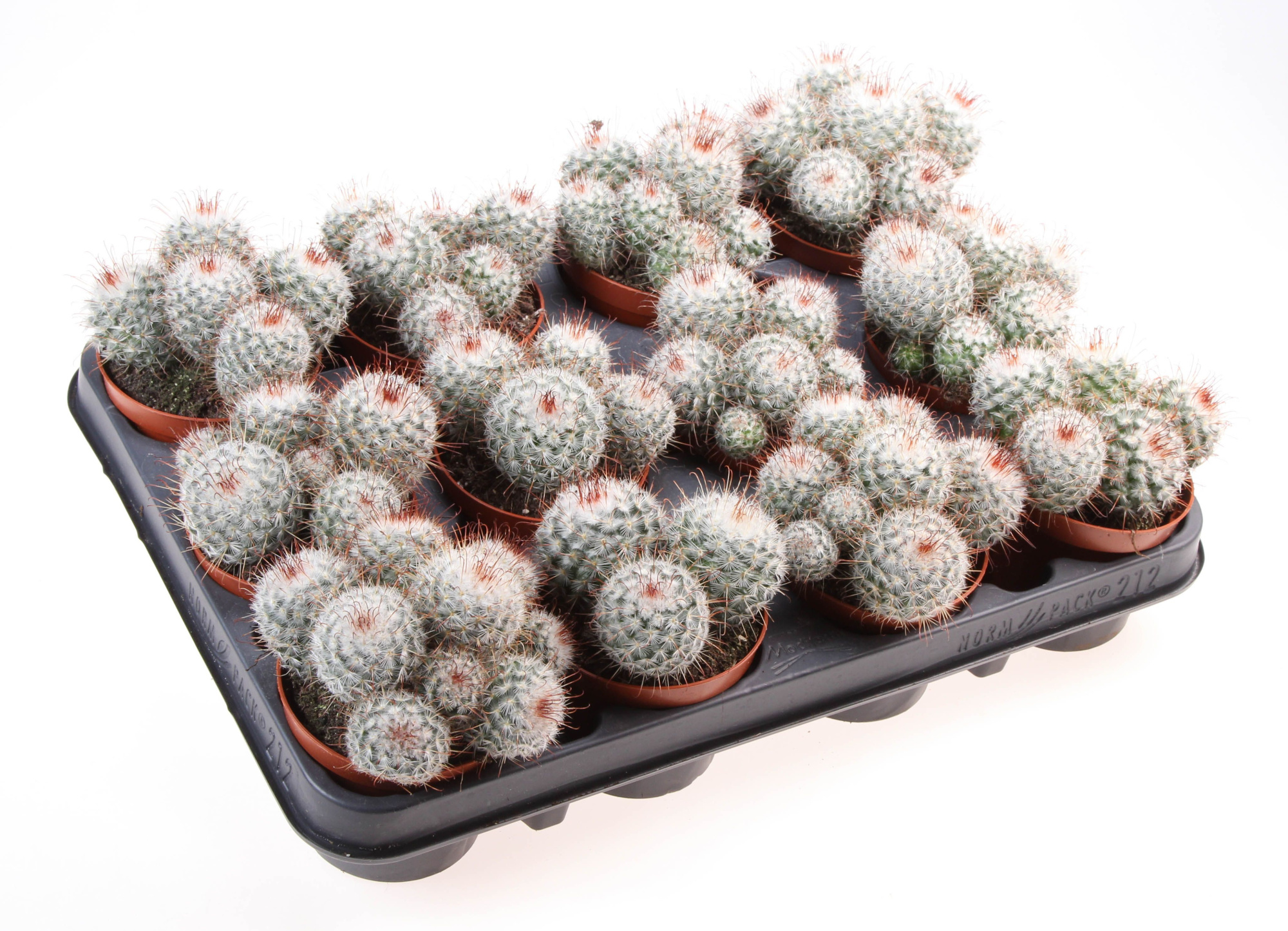 Mammillaria bombycina, D 8,5