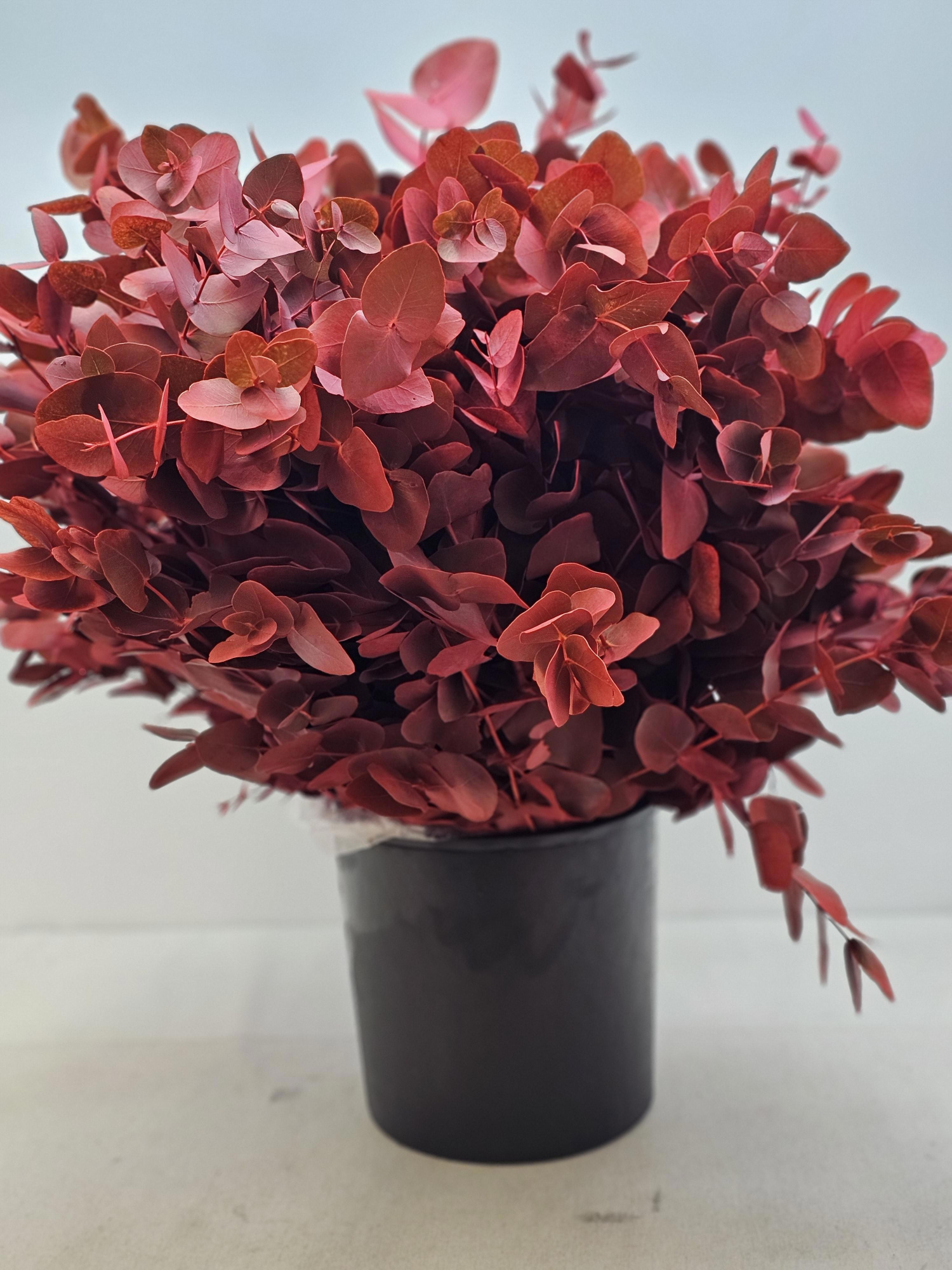 Эвкалипт Цинерея Крашеная за пучок 70, пуч.