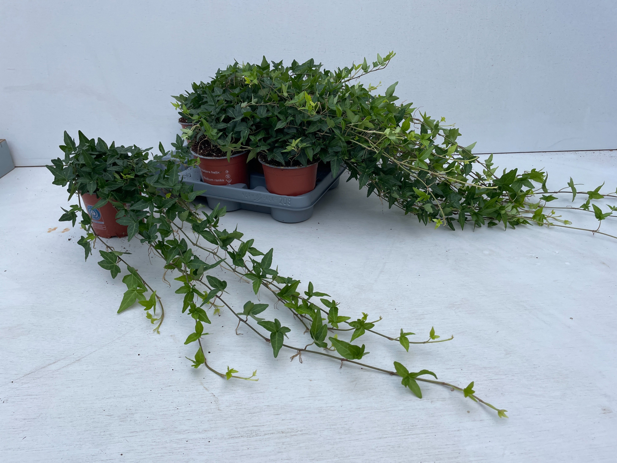 Hedera Shamrock Rank 55- 60 cm, D 12