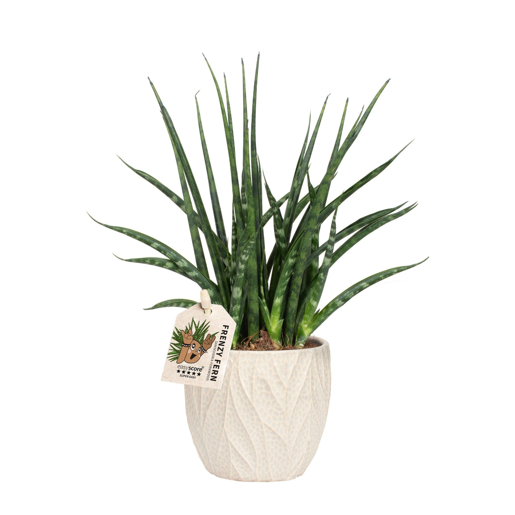 Leaf Sand, Sansevieria ´Fernwood´, D 10 cm