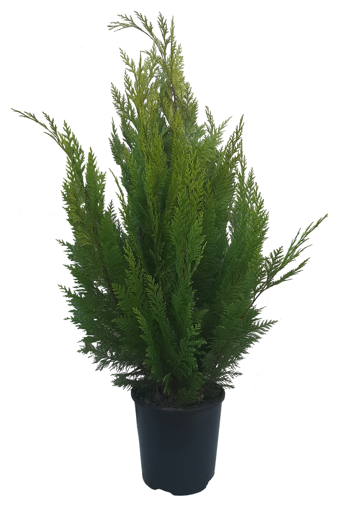 Chamaecuparis law. Ivonne, plantmaat 80-100 cm - Rondgestoken -, D 21 cm