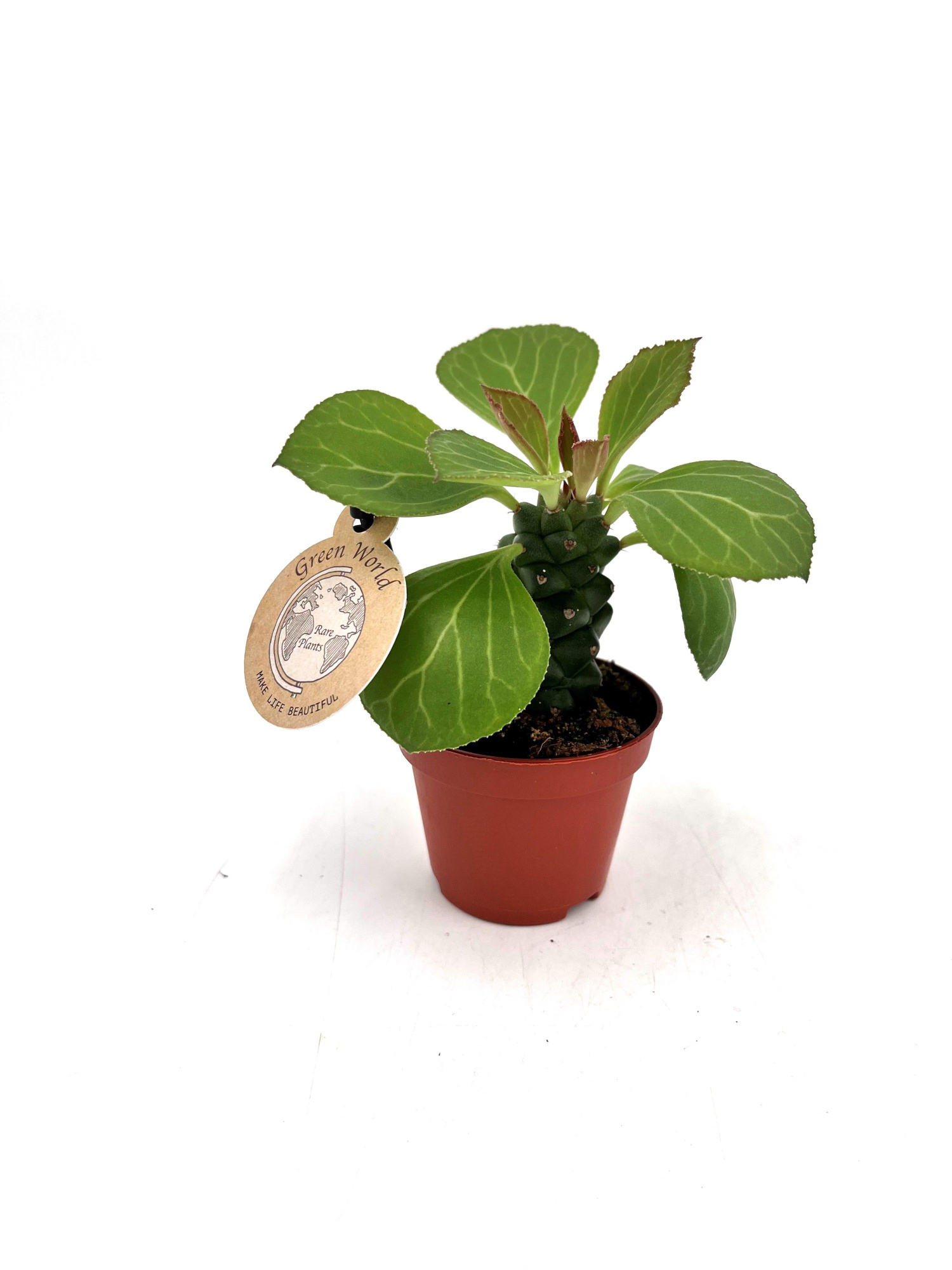 Mini Euphorbia "Ritchiei", D 6 cm