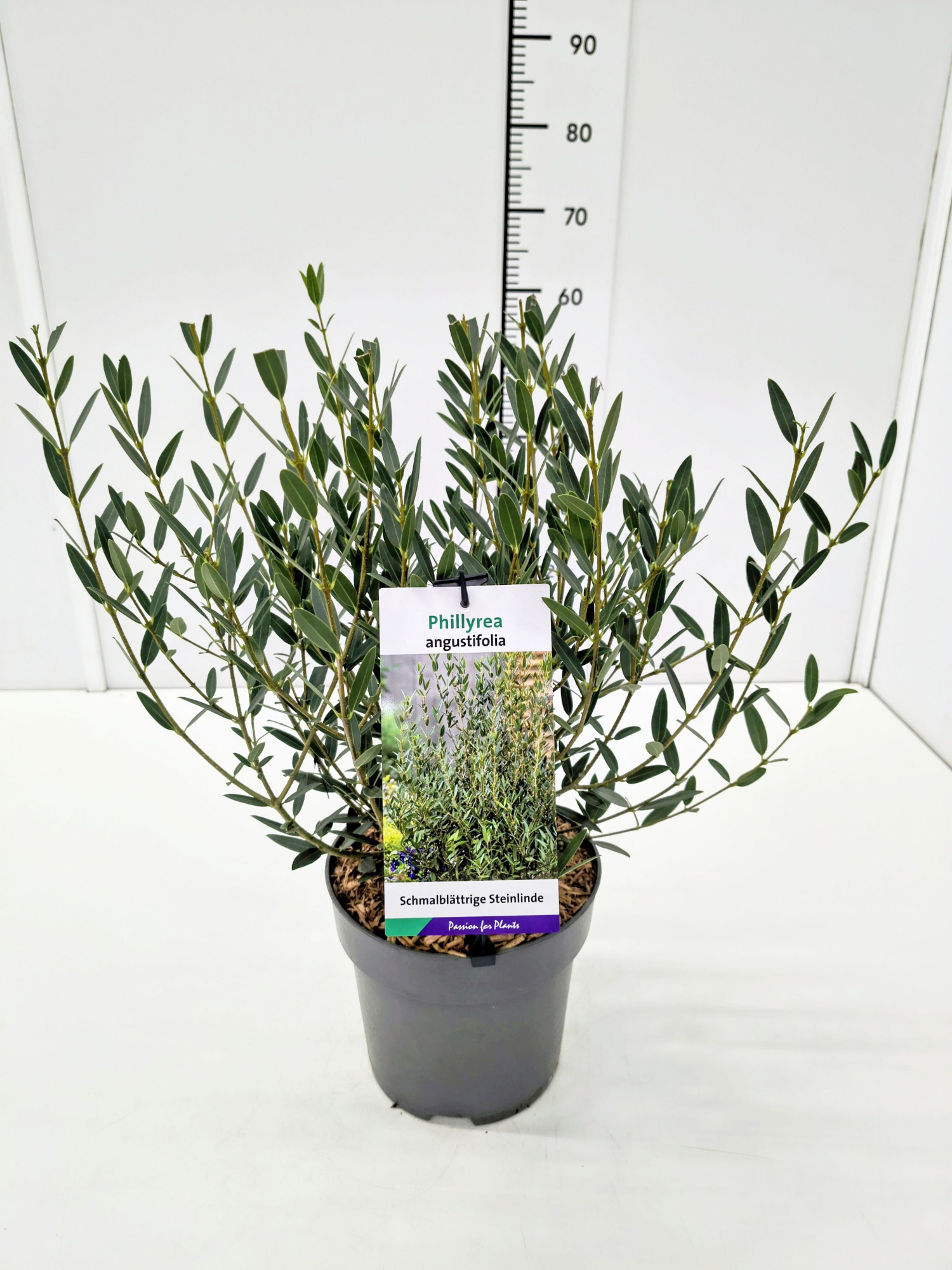 Phillyrea angustifolia 40-60C5, D 23