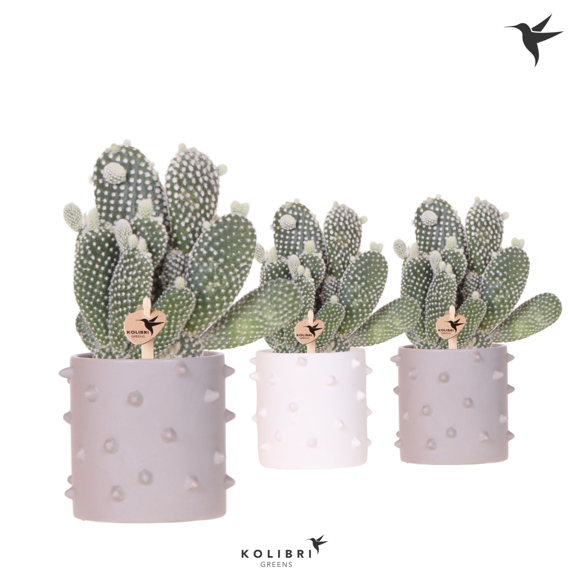 Kolibri Greens Opuntia white in Spike pot mix, D 9 cm