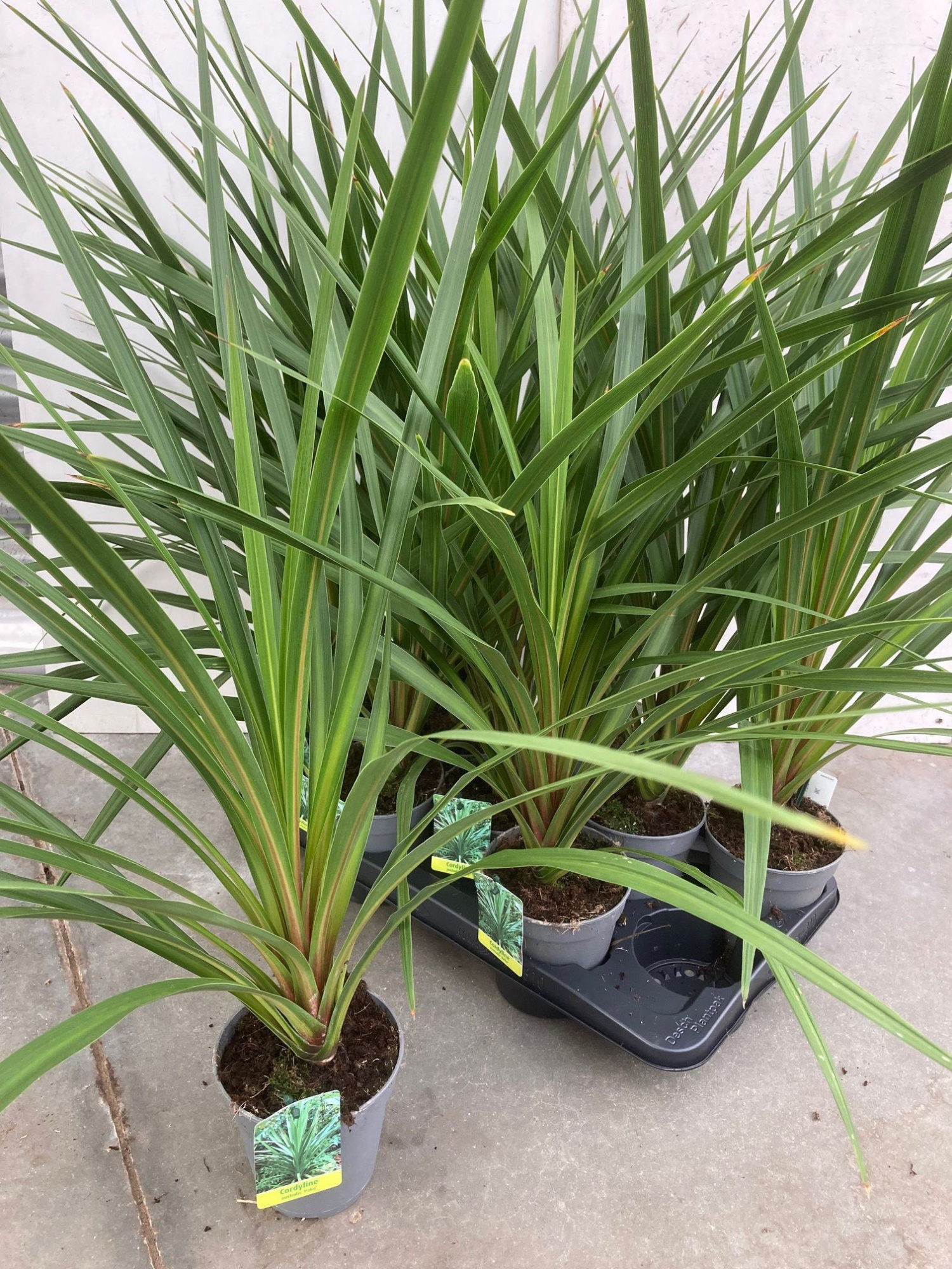 Cordyline indivisa 'Peko' met etiket, D 13 cm