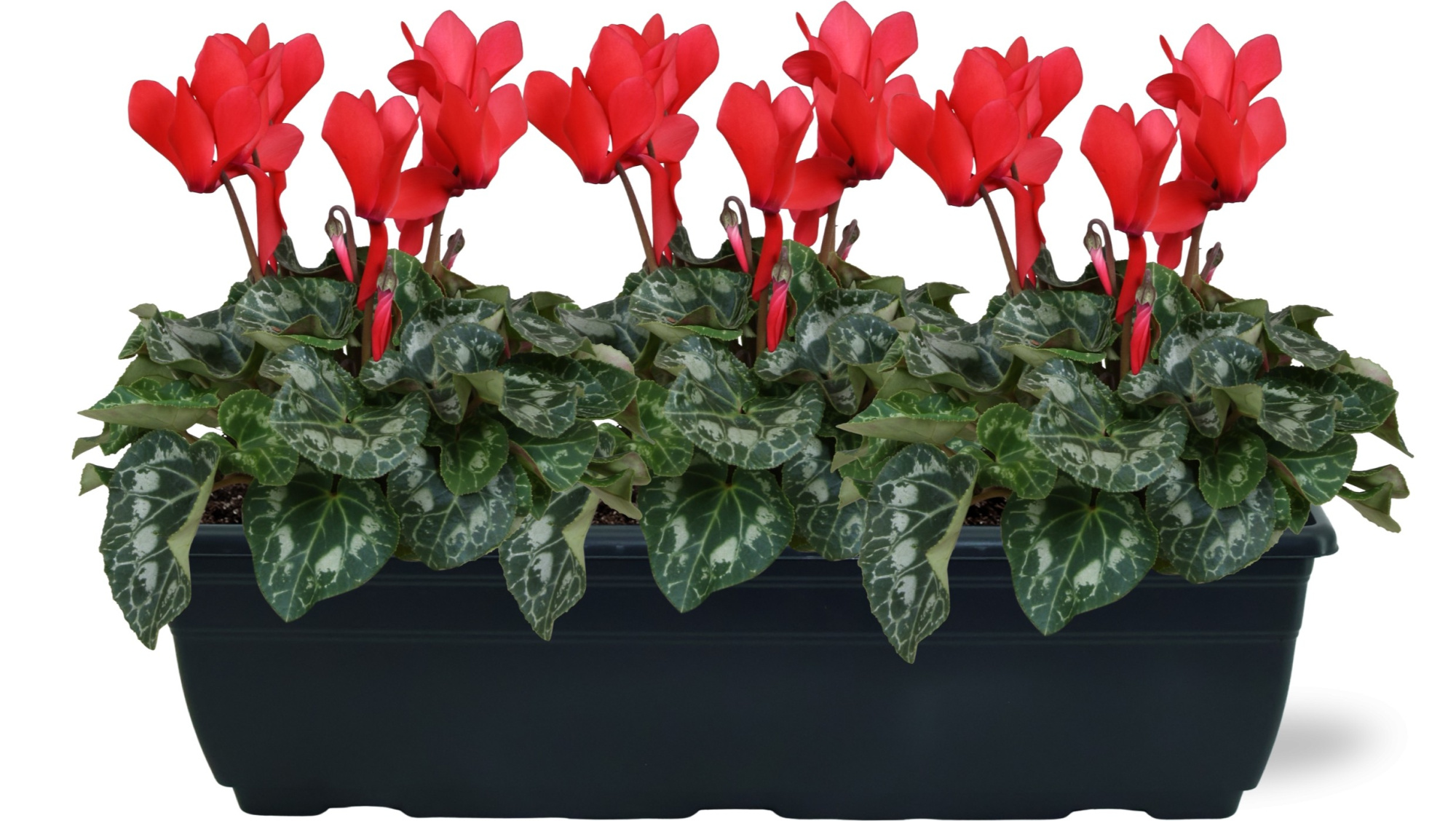 Cyclamen rood duobak 40cm, D 40 cm