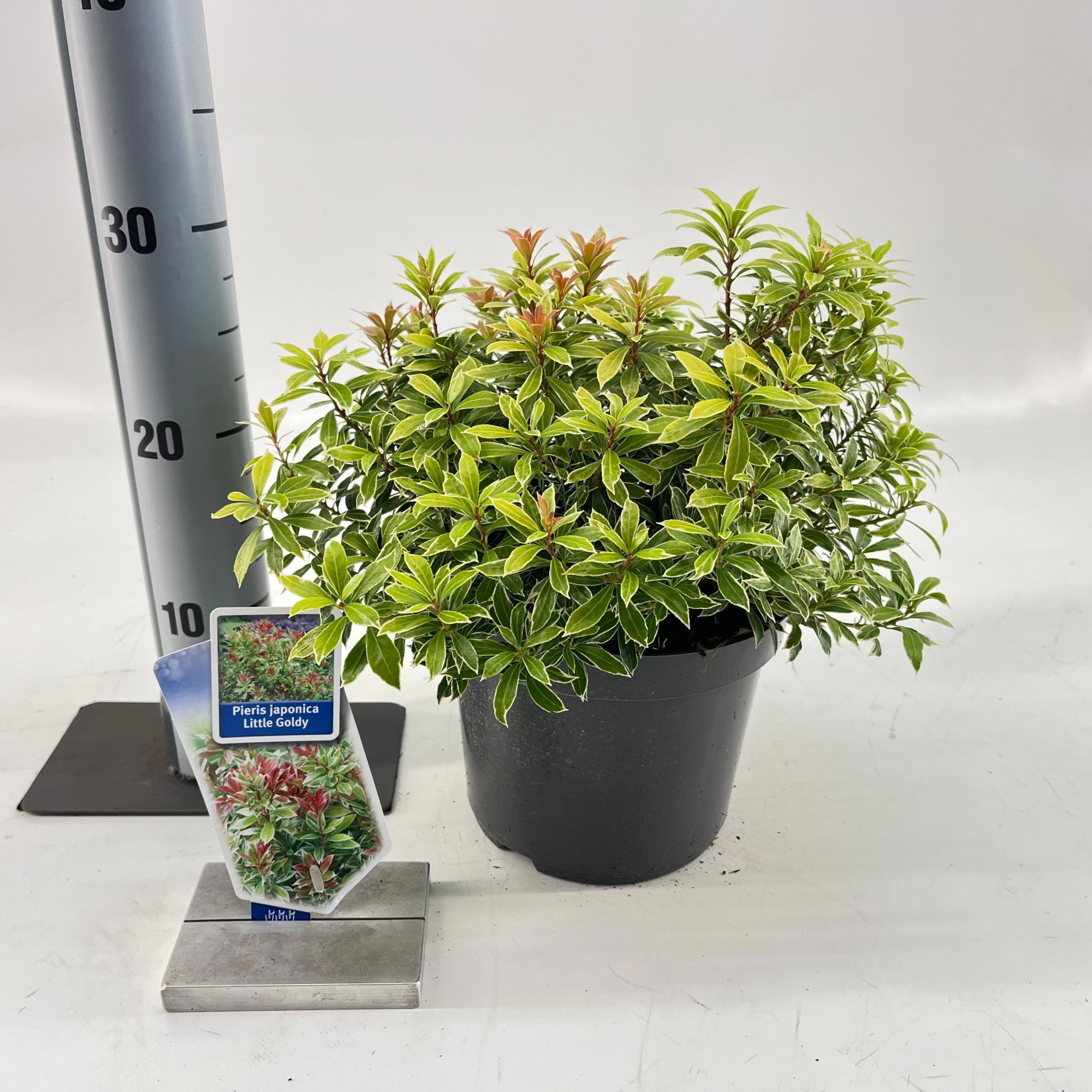 Pieris jap. Little Goldy ('Opstal 65'PBR), D 19 cm