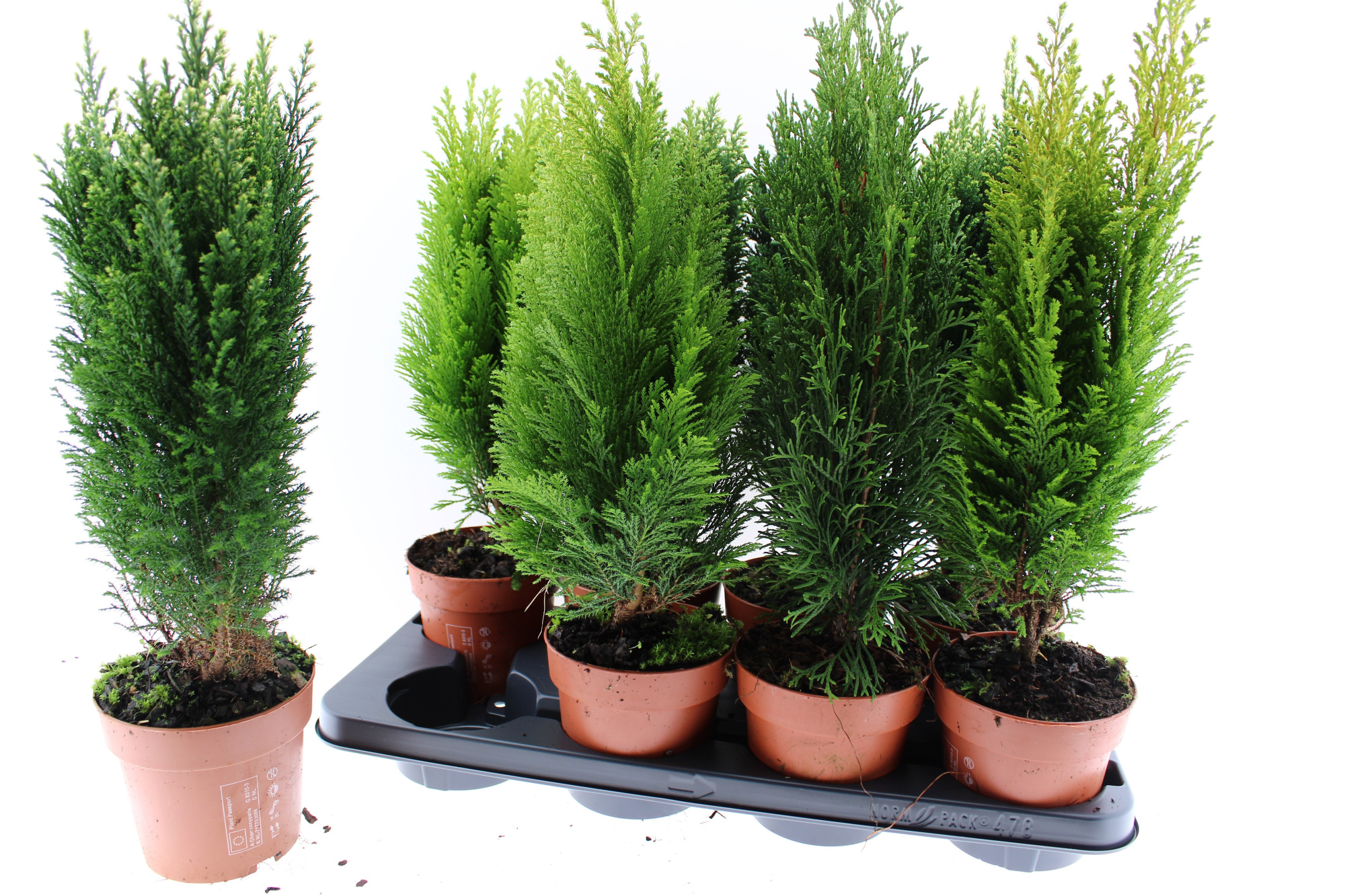 conifeer gemengd, D 13