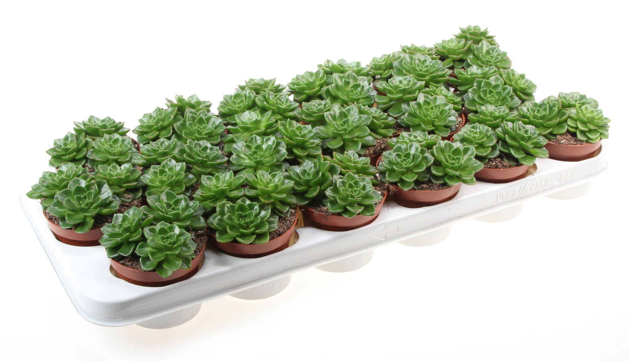 Echeveria Multicaulus, D 8,5 cm