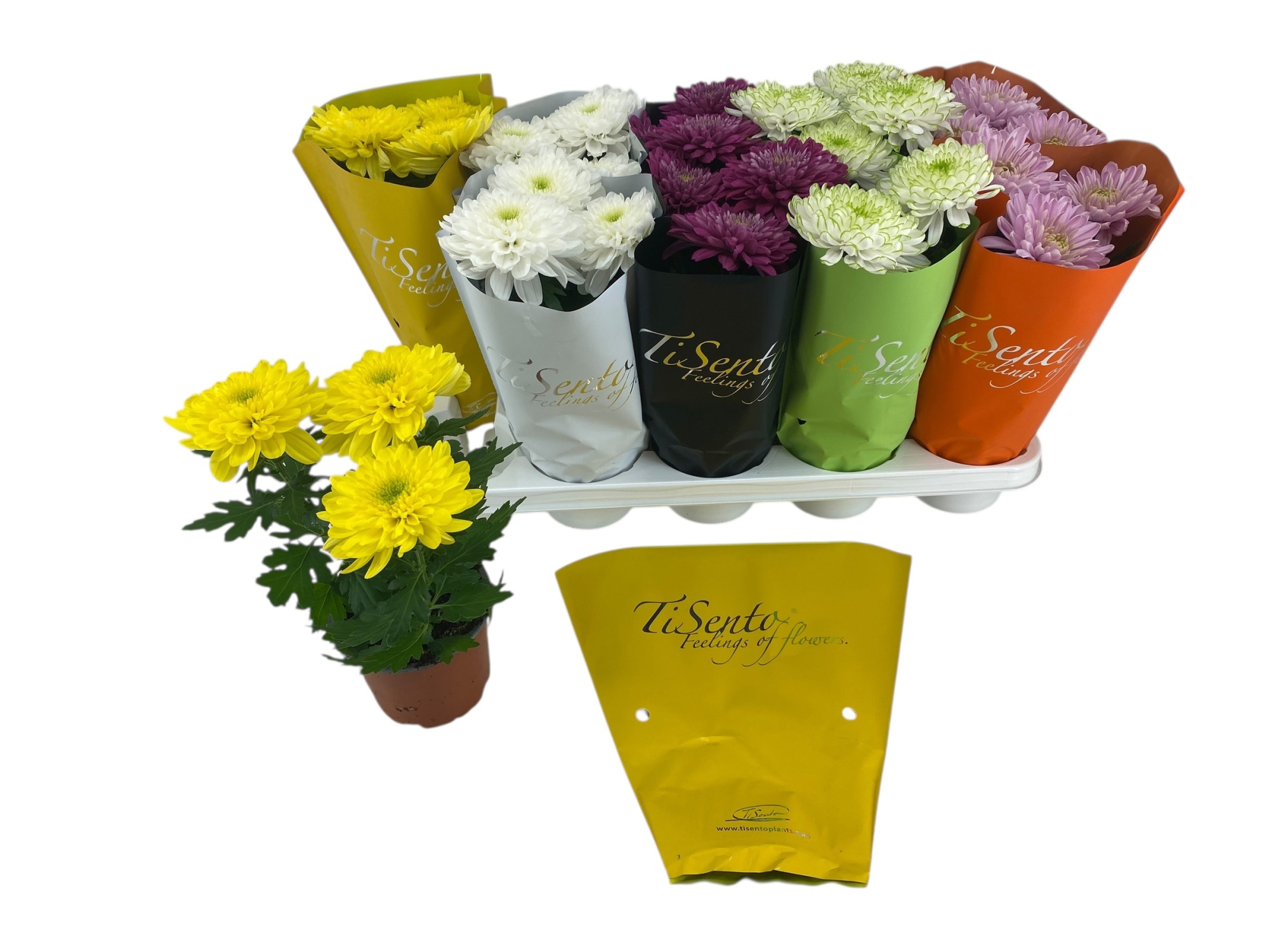 TiSento Chrysant 'Zembla' 12 cm - Mix hoes gekleurd, D 12 cm