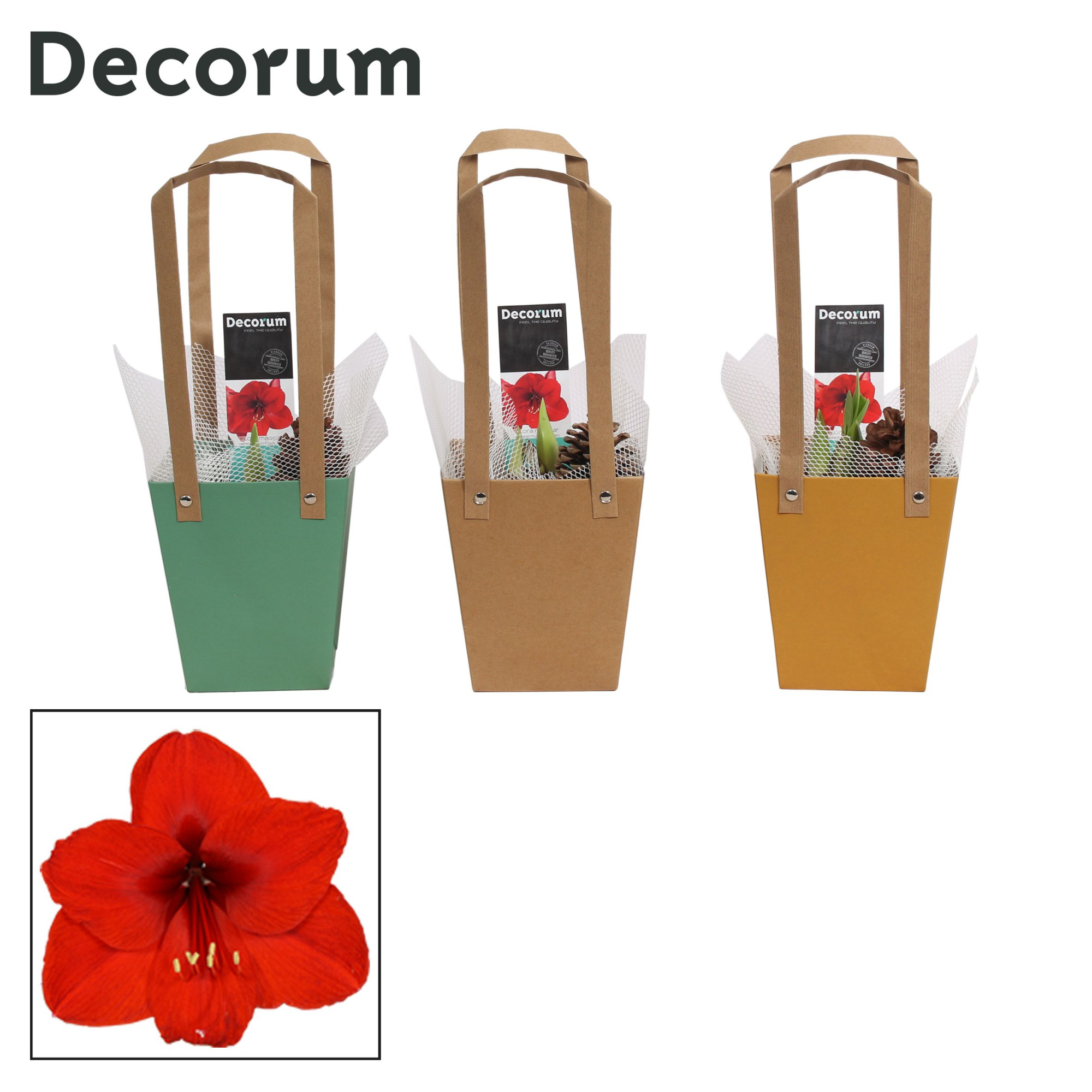 Amaryllis Rood 2 Knop in Giftbag HERFST (Decorum), D 12 cm