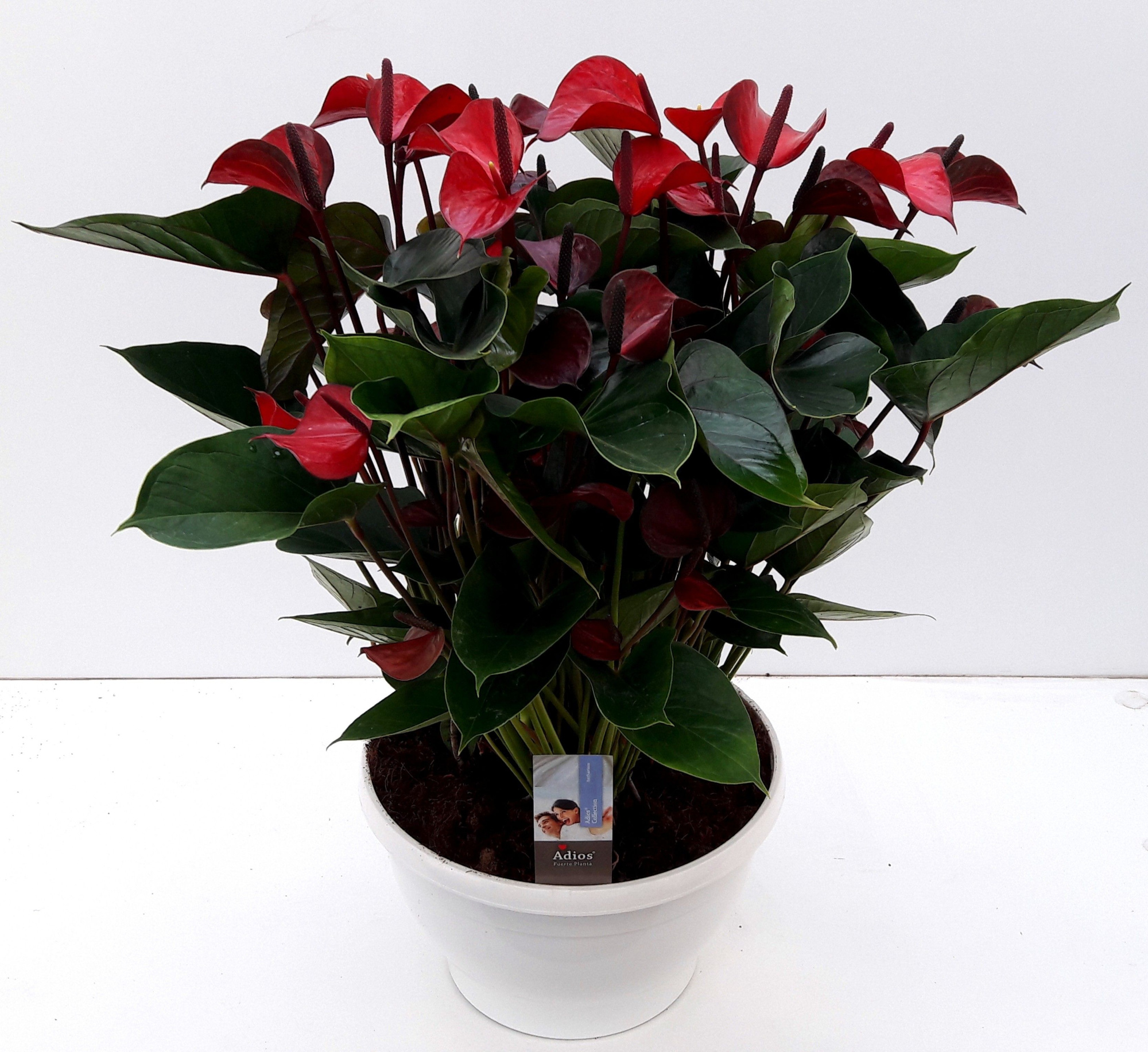 ANTHU AN ADIOS RED BIG BOWL, D 30 cm