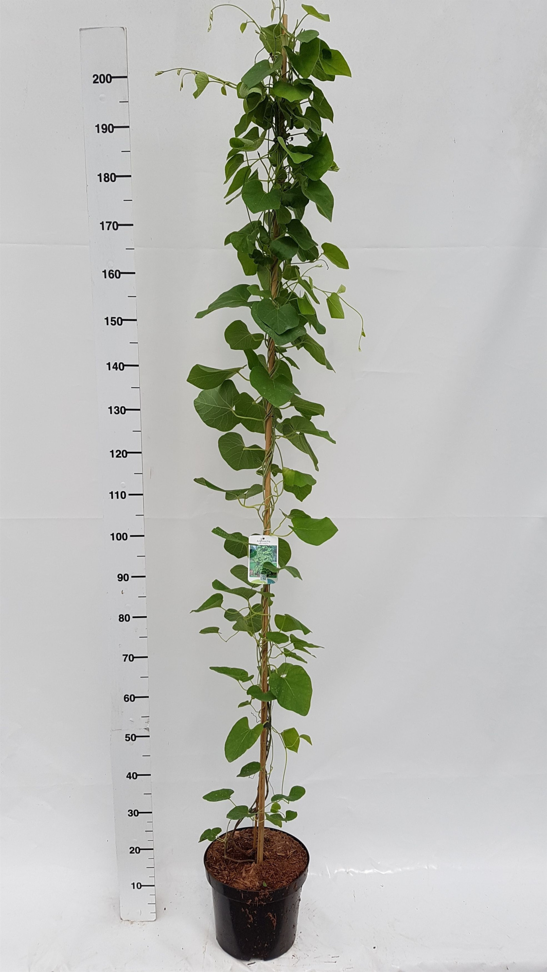 Aristolochia macrophylla, D 26 cm