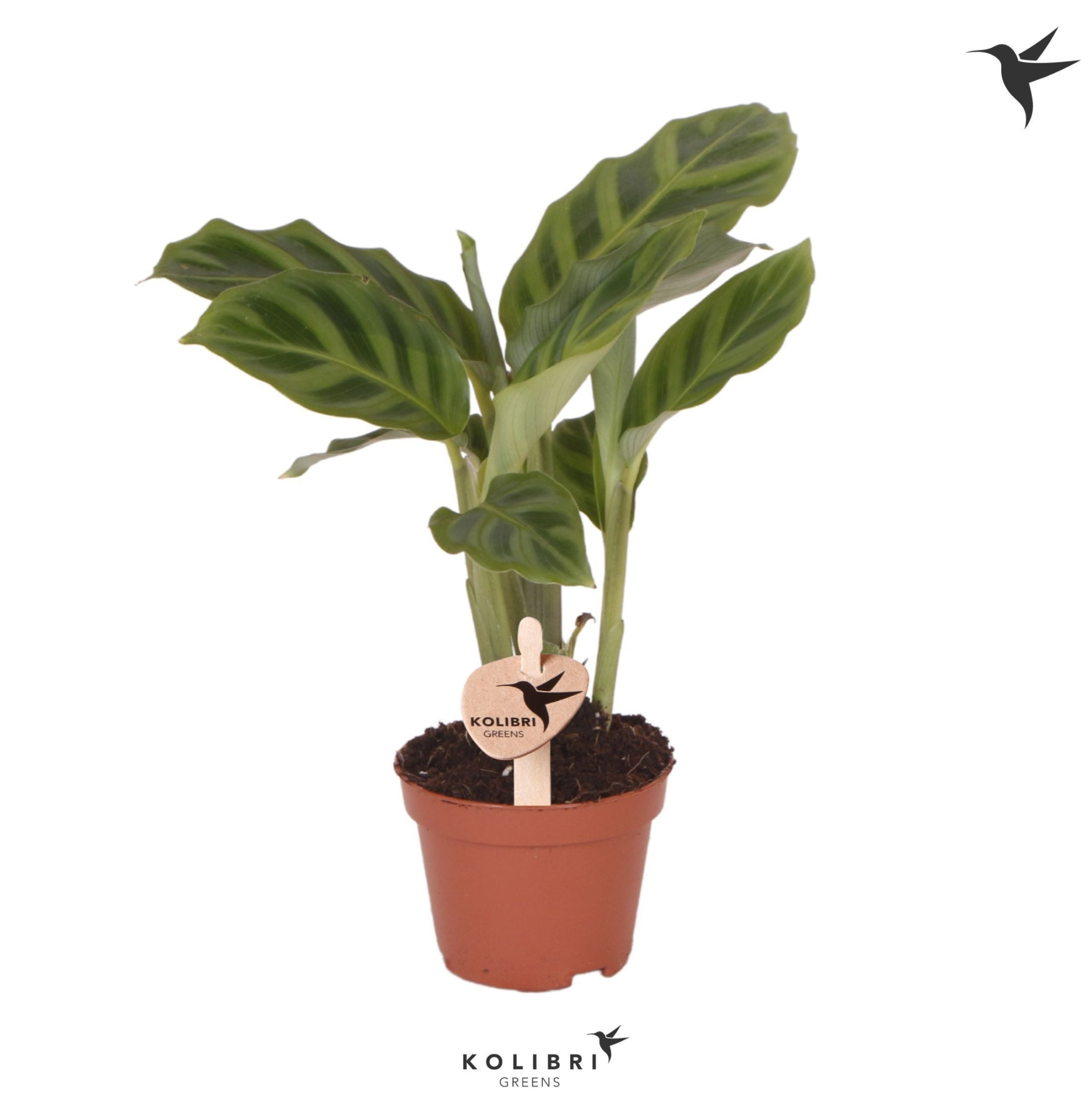 Kolibri Greens Calathea Freddie, D 6 cm