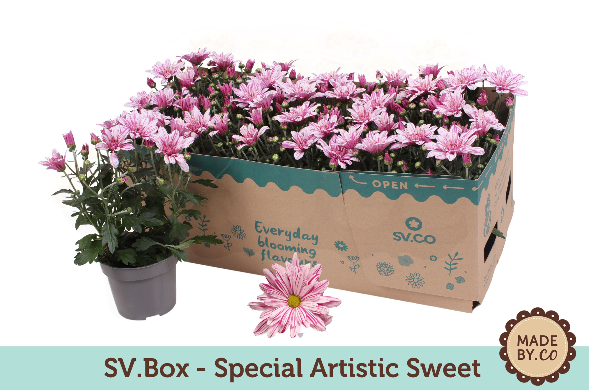 Chrysant Special Artistic Sweet in SV.Box, D 12 cm