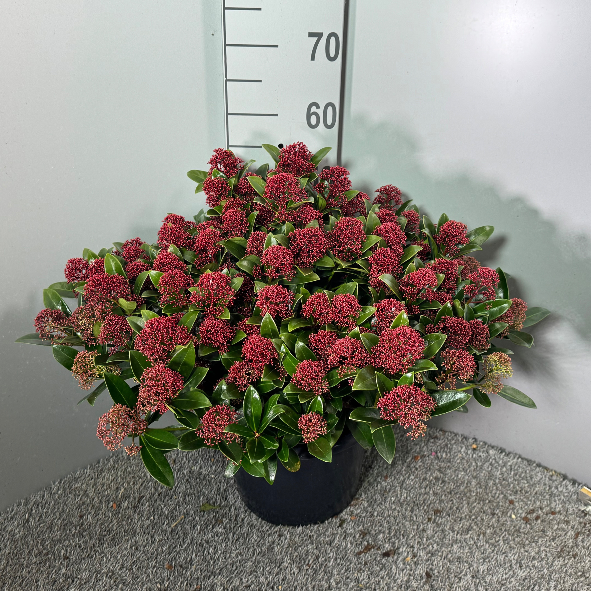 Skimmia japonica 'Red Dwarf', D 31 cm