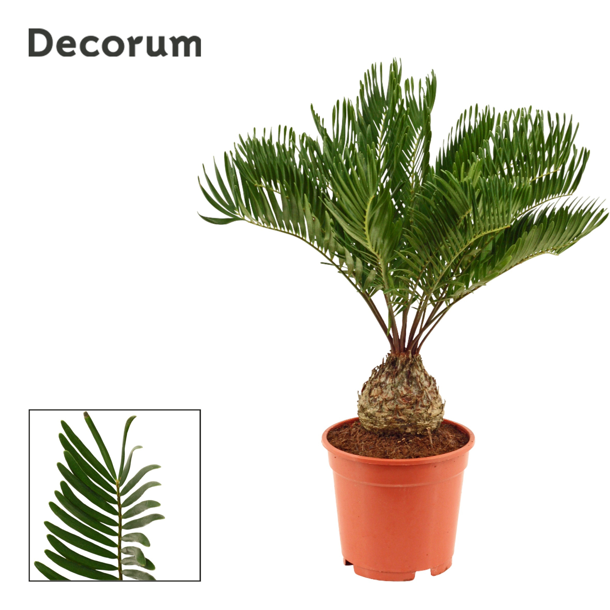 Zamia Floridiana 17 cm (Decorum), D 17