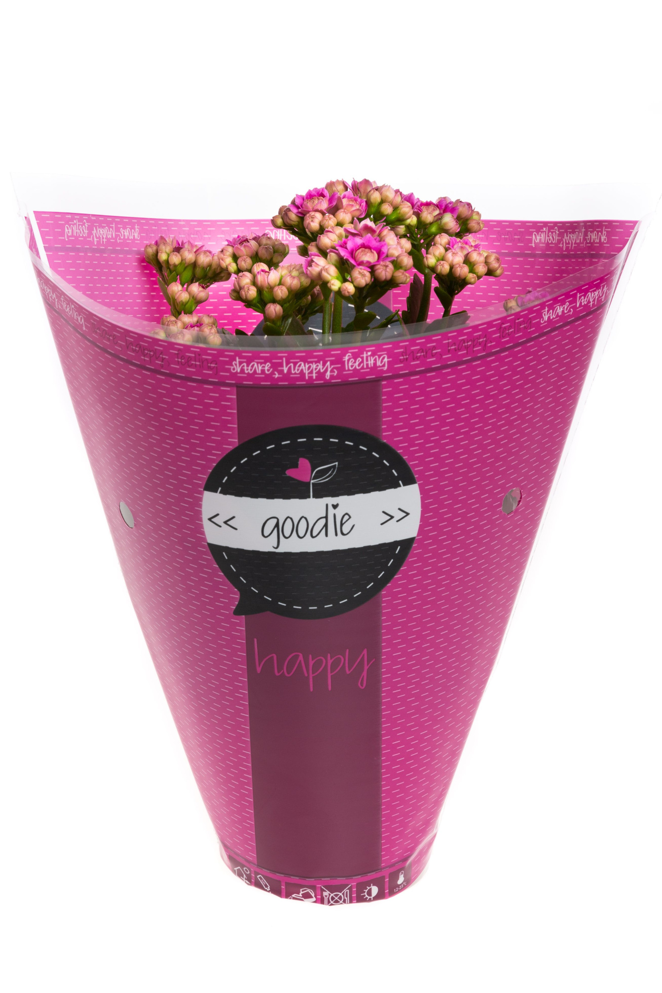 Kalanchoe dbl. Goodie Purple, D 10,5 cm