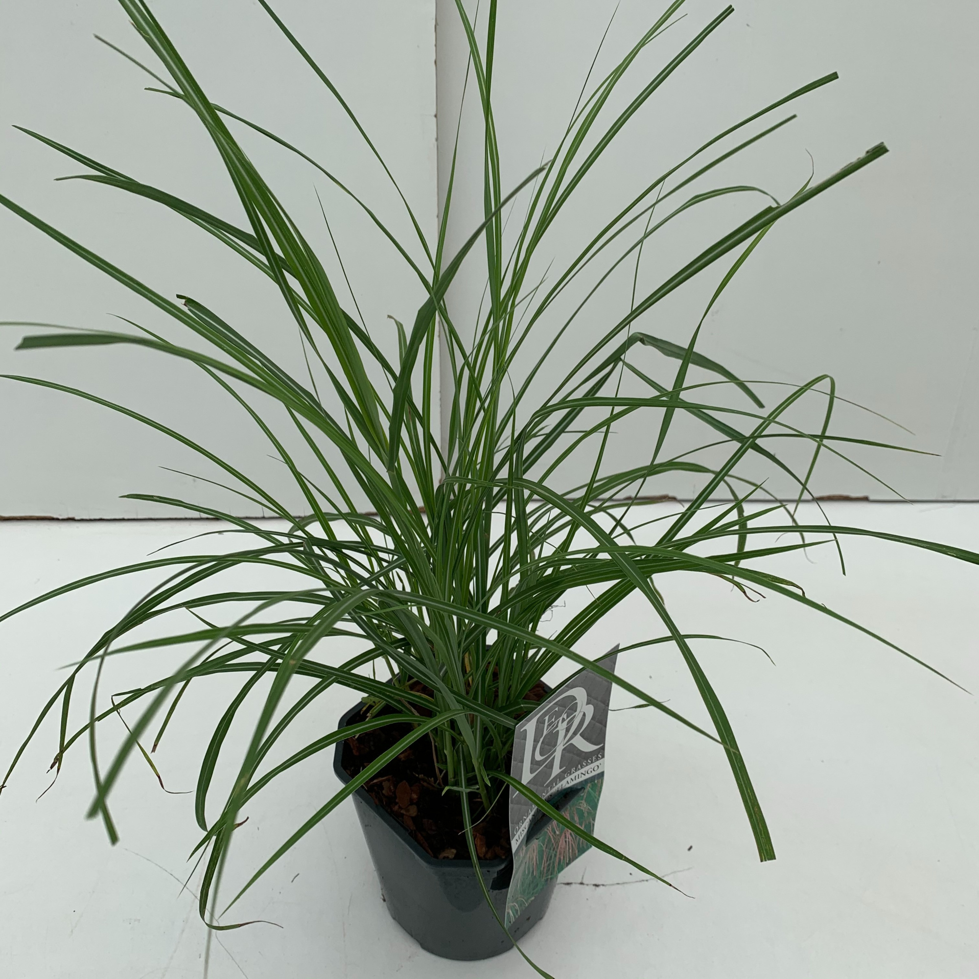 Miscanthus 'Flamingo', D 17 cm