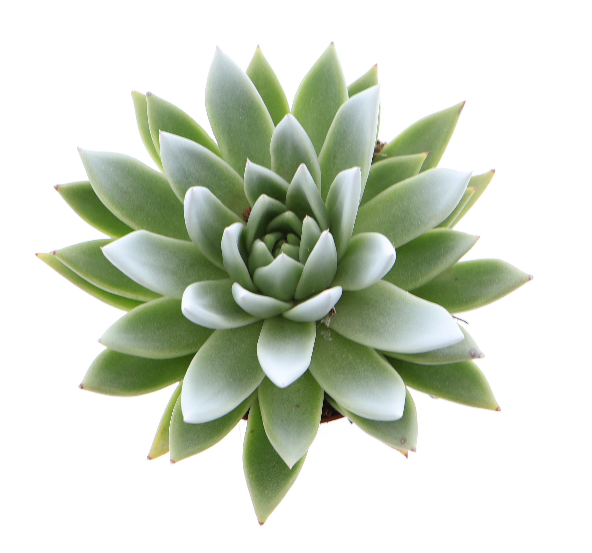 Miranda tips white, D 12 cm