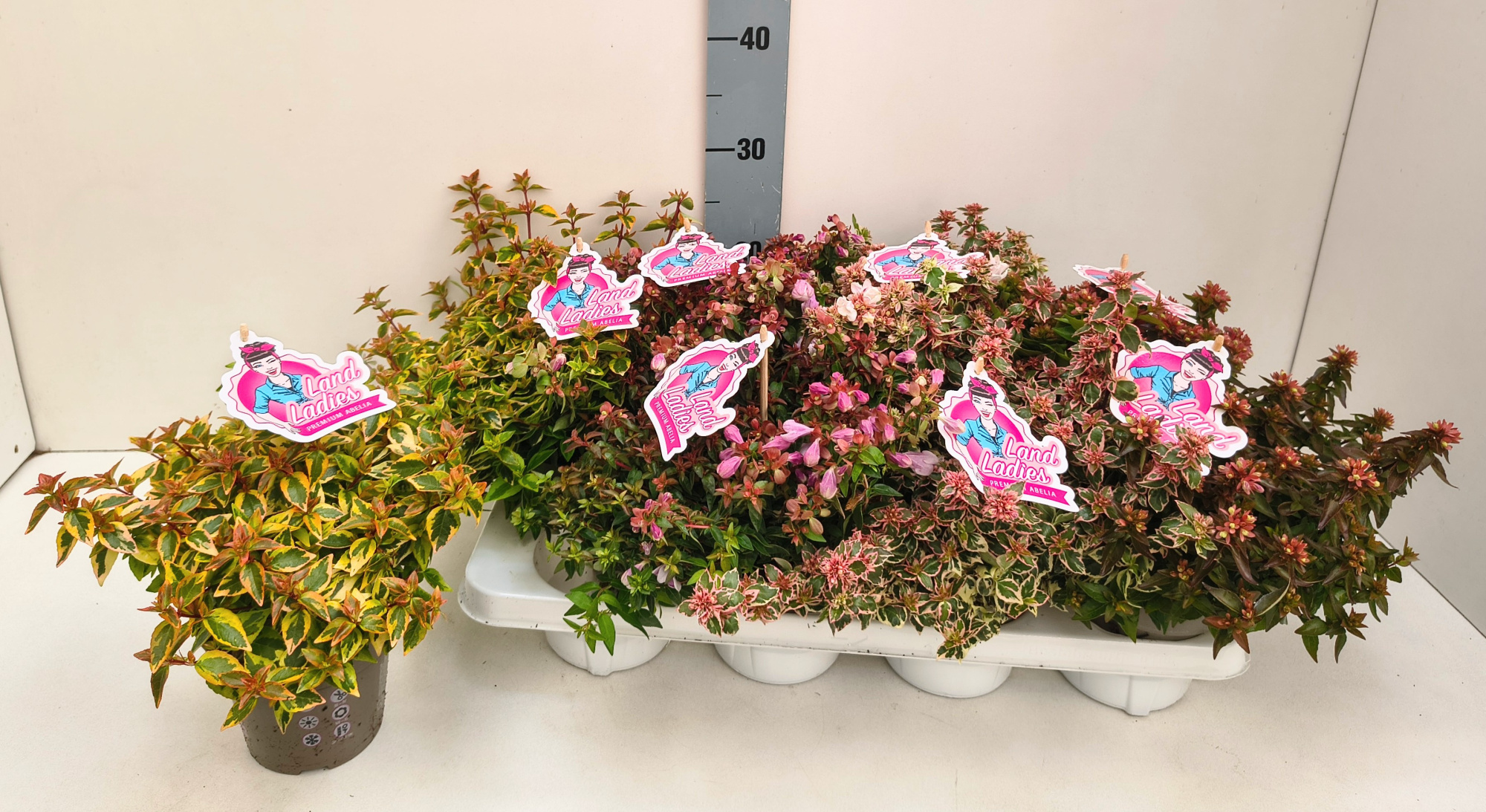 Abelia Mix in Tray 13T, D 13 cm