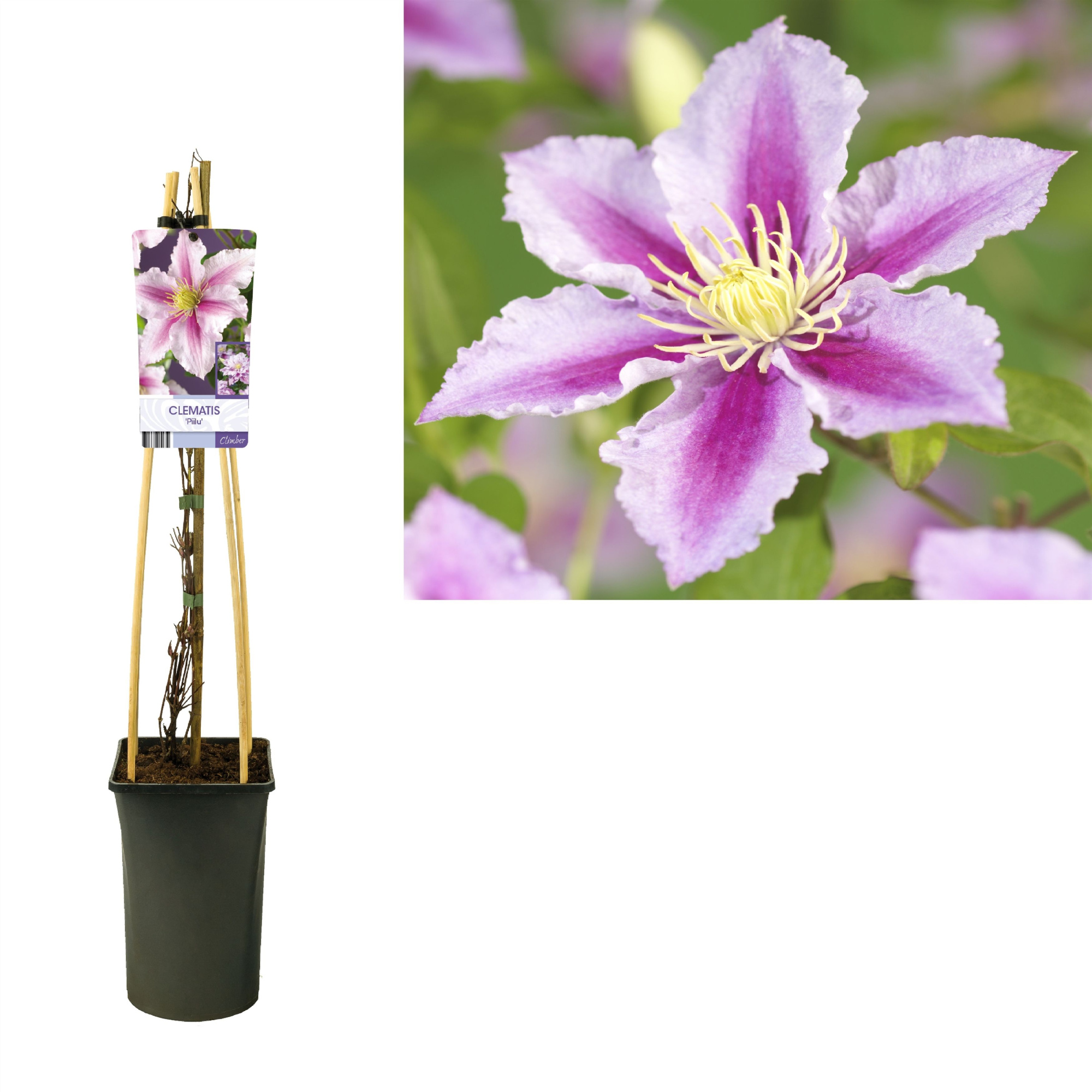 Clematis 'Piilu' +light label, D 17 cm