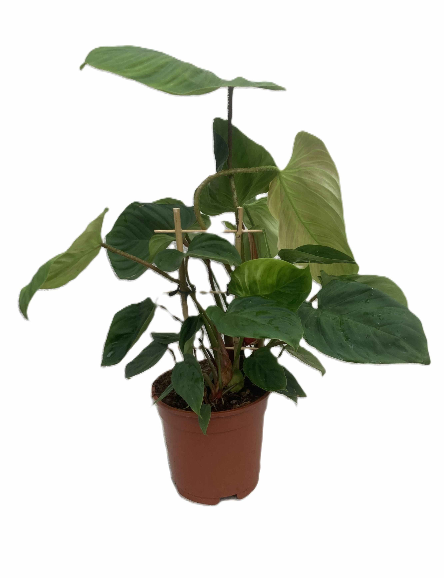 PHILODENDRON-HYBRID Philodendron Fuzzy Pet. 17 cm, D 17 cm