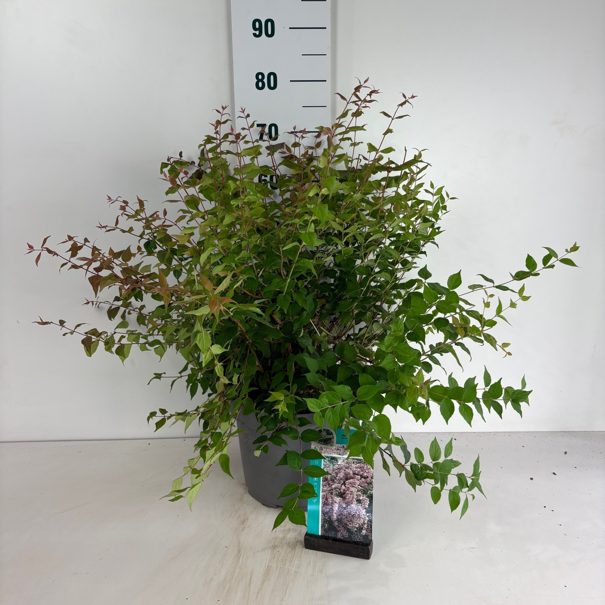 Kolkwitzia amabilis, D 29 cm