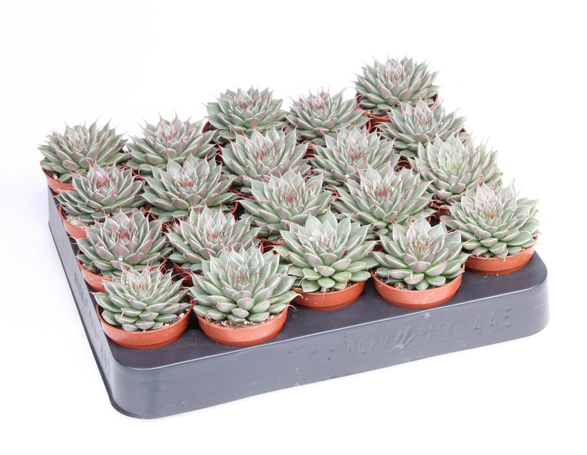 Graptopetalum filiferum, D 5,5