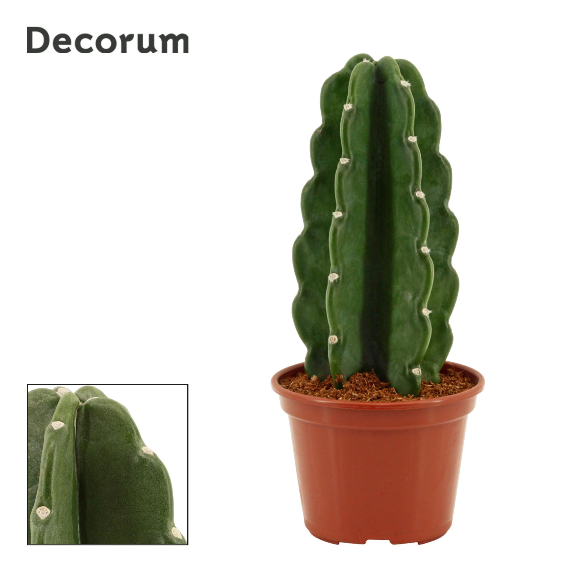 Cuddly Cactus 14 cm (Cereus Jamacaru) (Decorum), D 14 cm