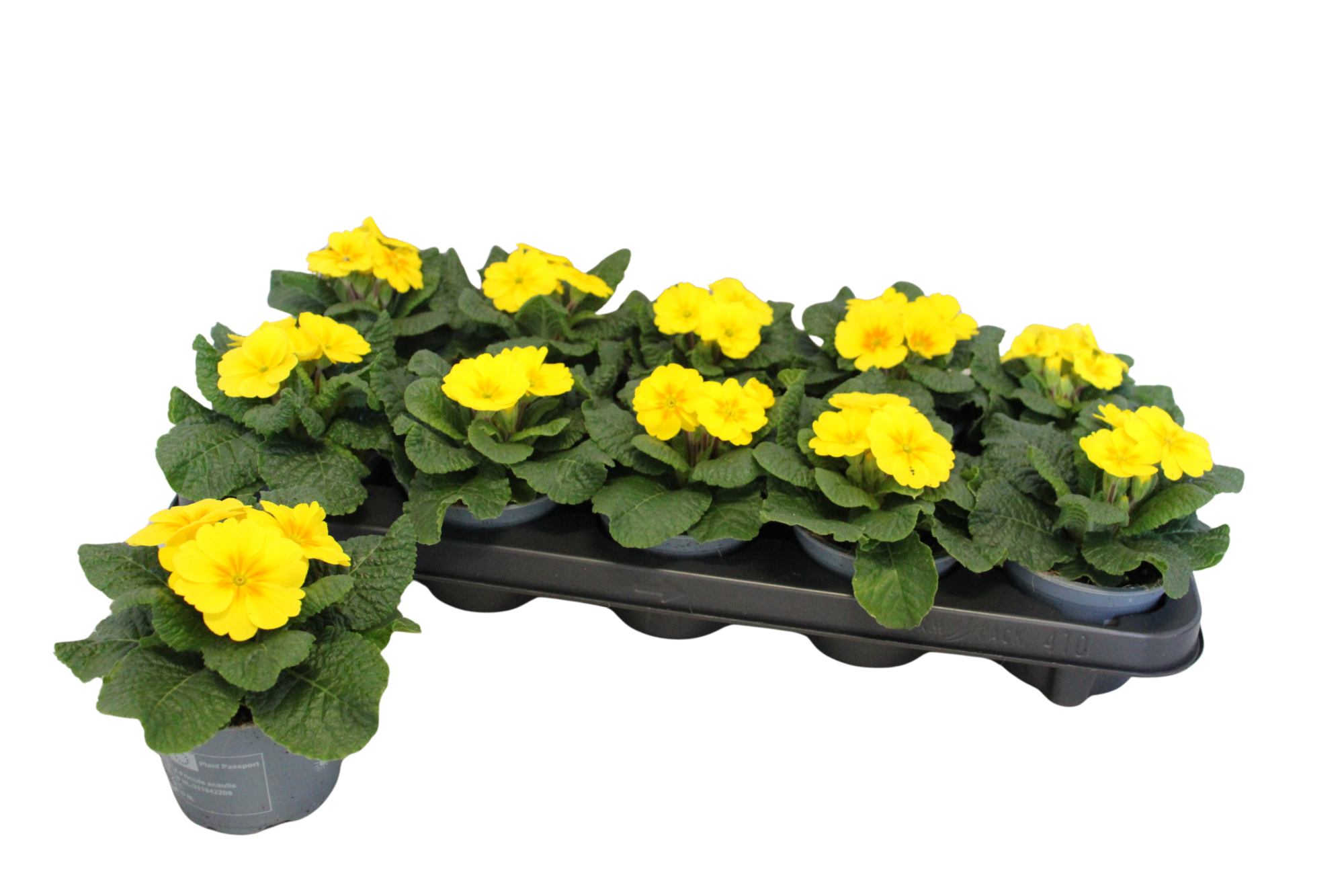 Primula acaulis Yellow 10,5 cm, D 10