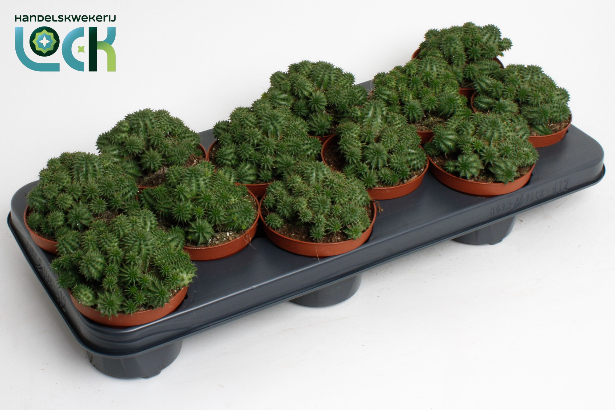 Euphorbia Suzannae, D 10,5 cm