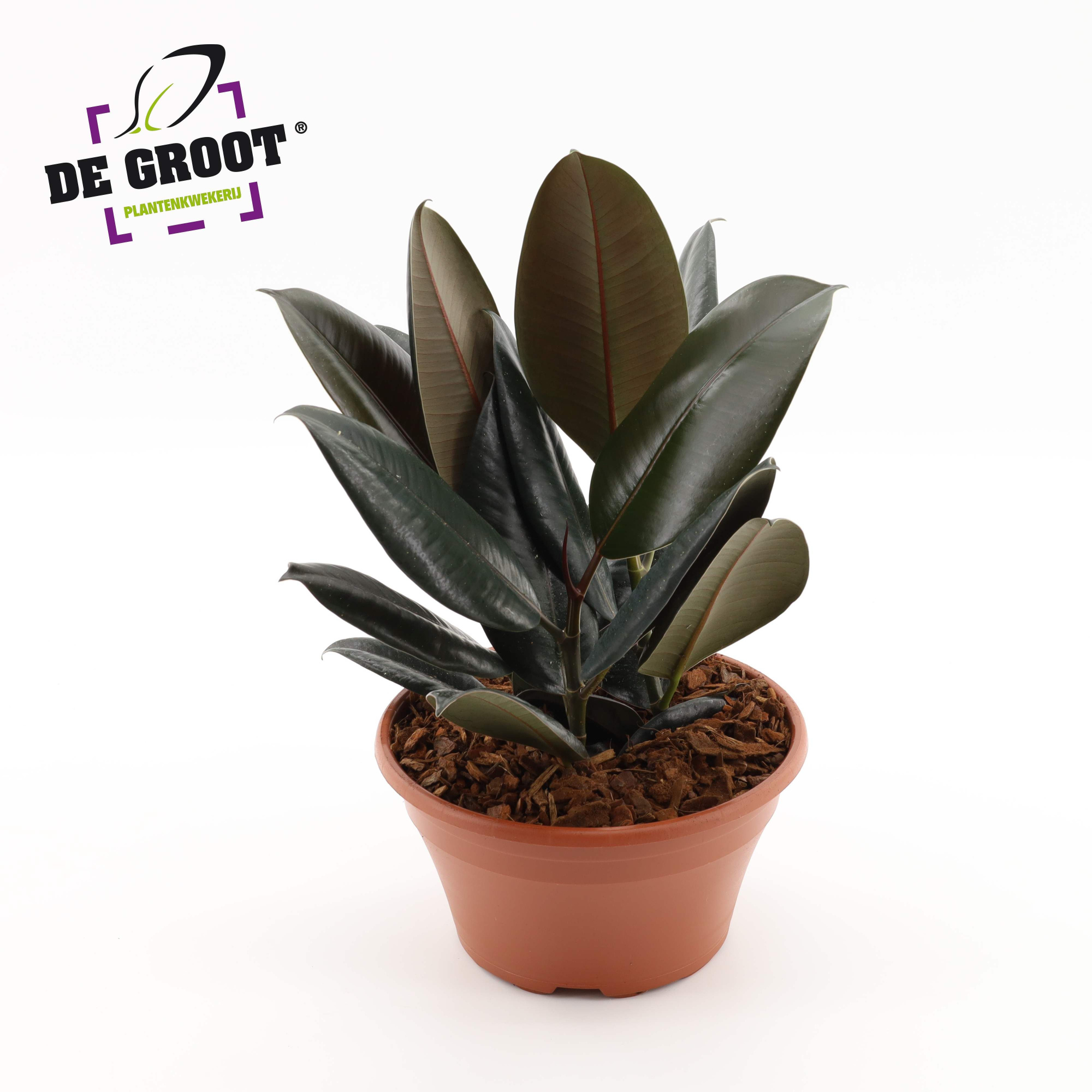 Ficus Abidjan in schaal, D 23 cm