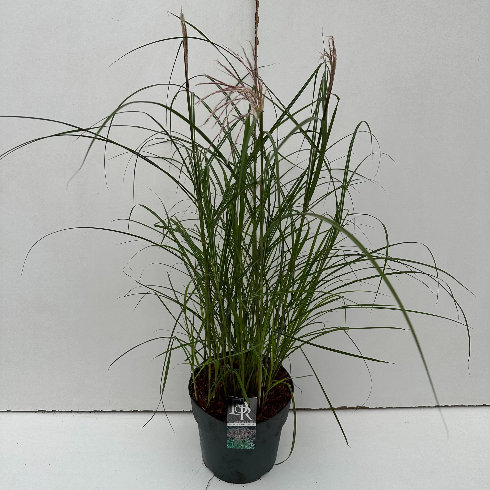 Miscanthus 'Ferner Osten', D 29 cm