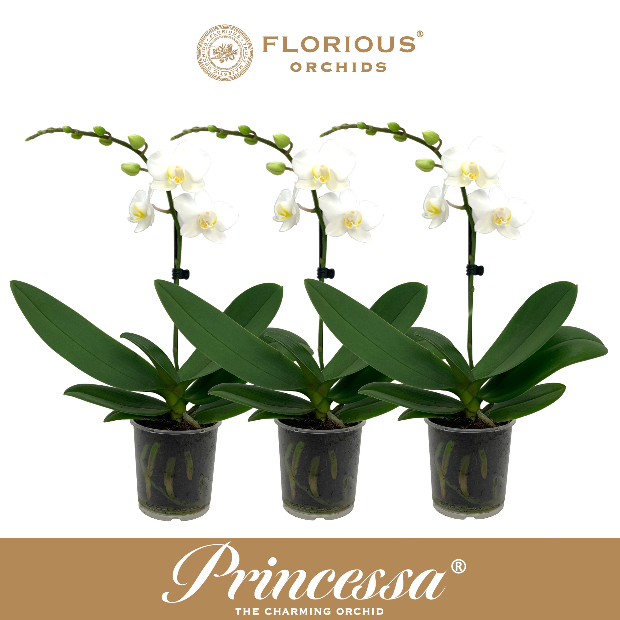 No9 Phalanopsis 1 Tak Wit, D 9 cm