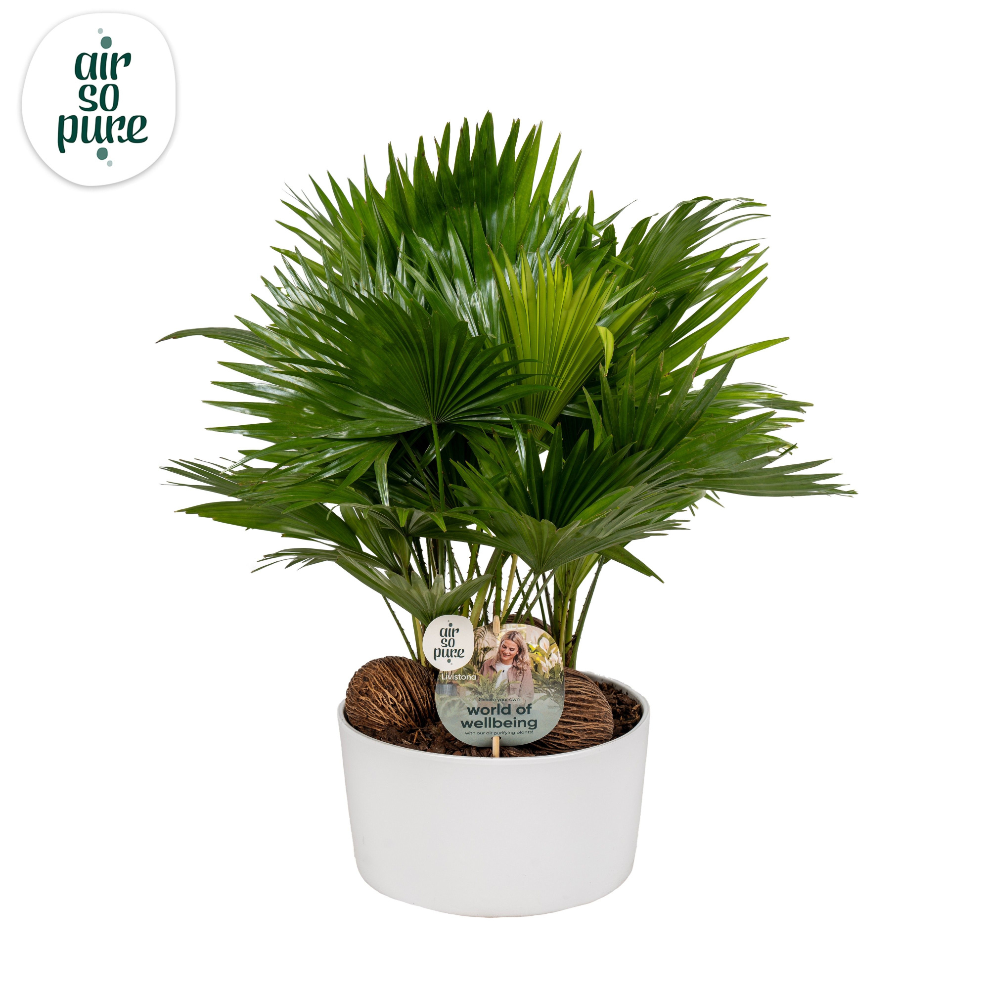 Livistona in Andorra 3 pp white Aspd Air So Pure, D 26 cm