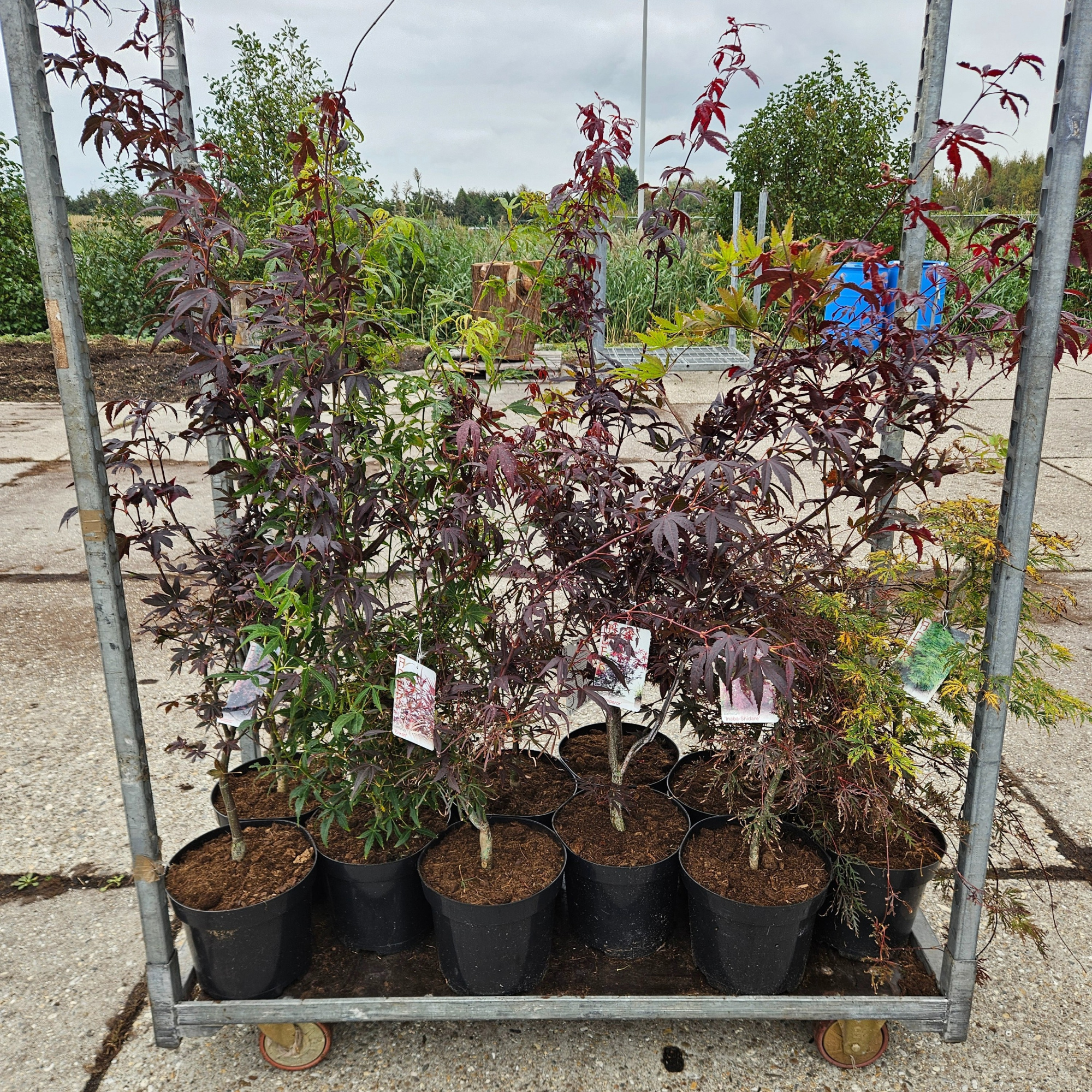 Acer palmatum Mix C7,5 / Ø 26 cm, D 26 cm