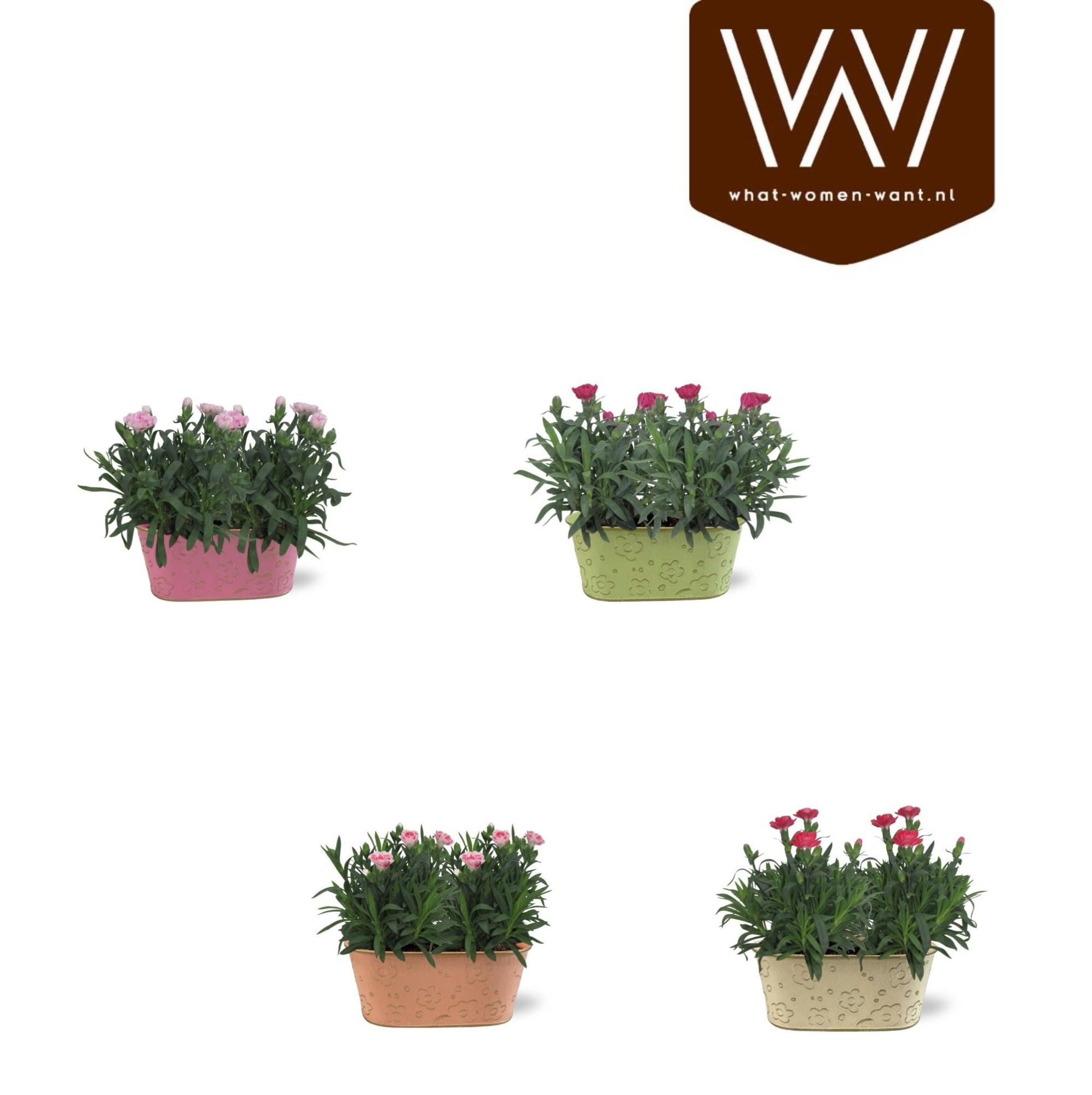 Collectie "Fruity Blend" Dianthus 19 cm in zinken duobakje Nova, D 19