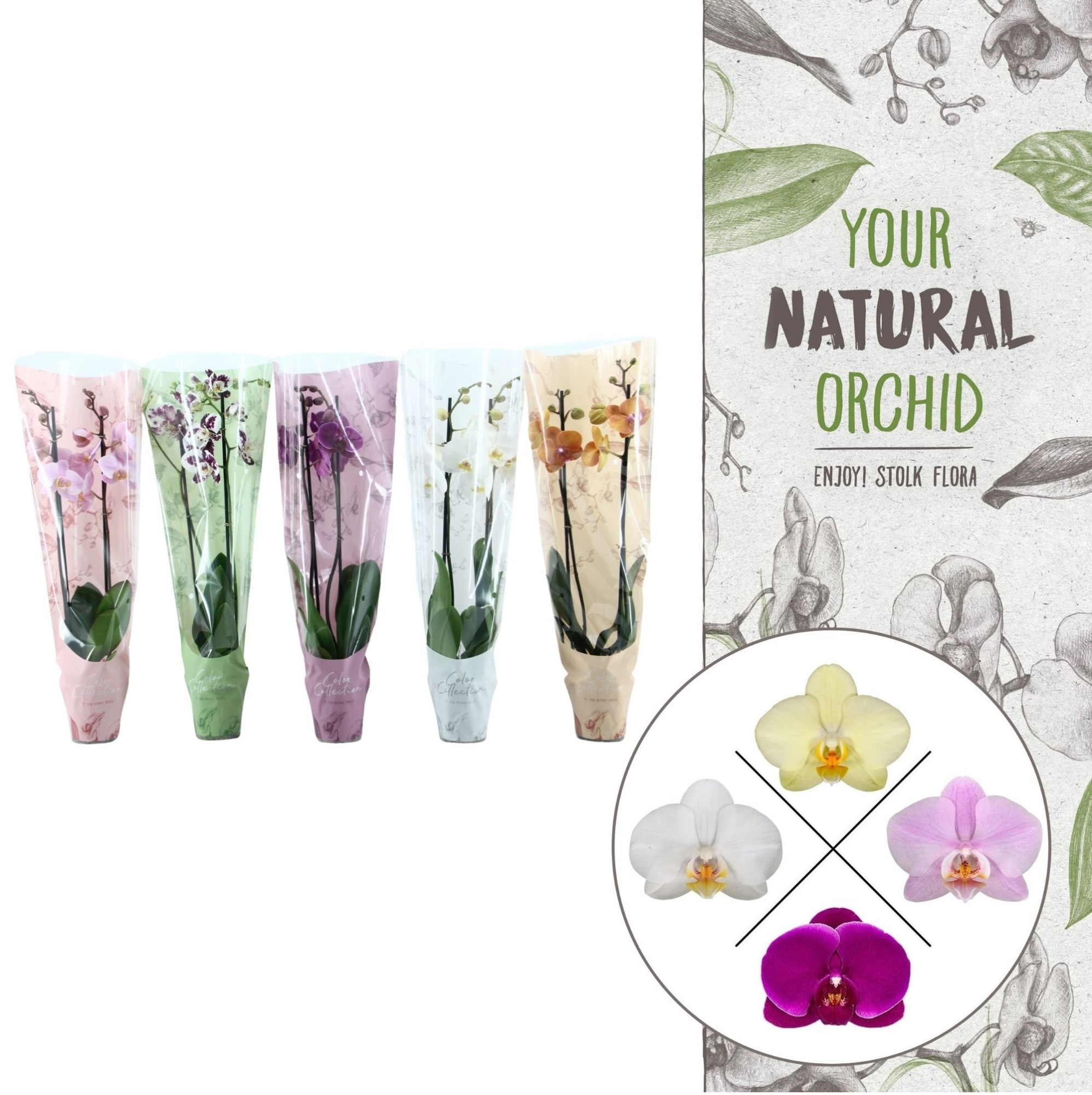 Color Collection | Ton Sur Ton Mix | Phalaenopsis 2 spike, D 12