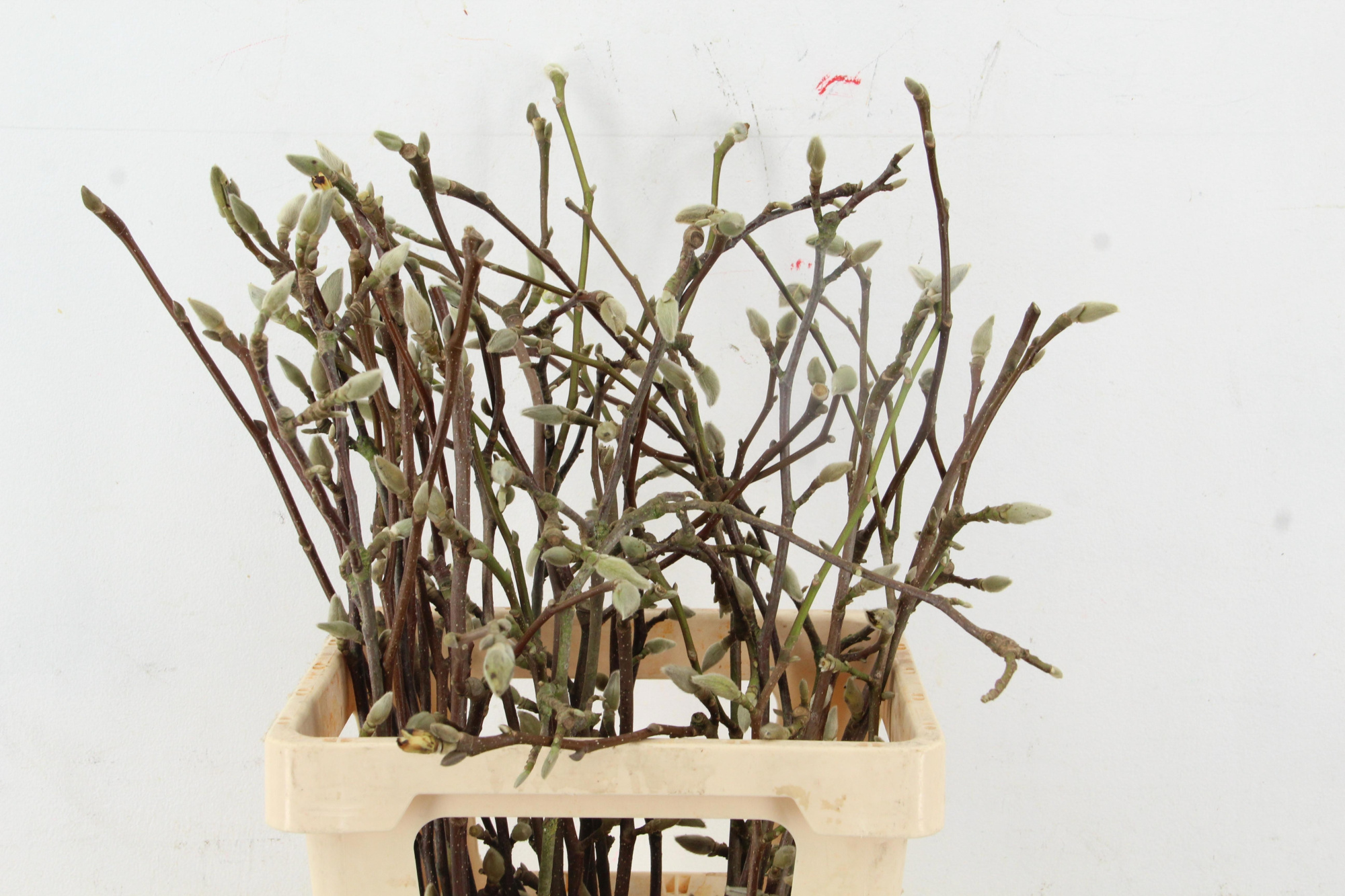 Магнолия Овериг 60, шт.