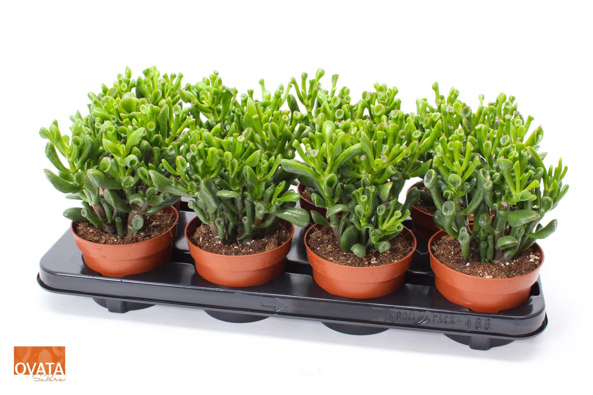 Crassula trompet 12 WOODS, D 12 cm
