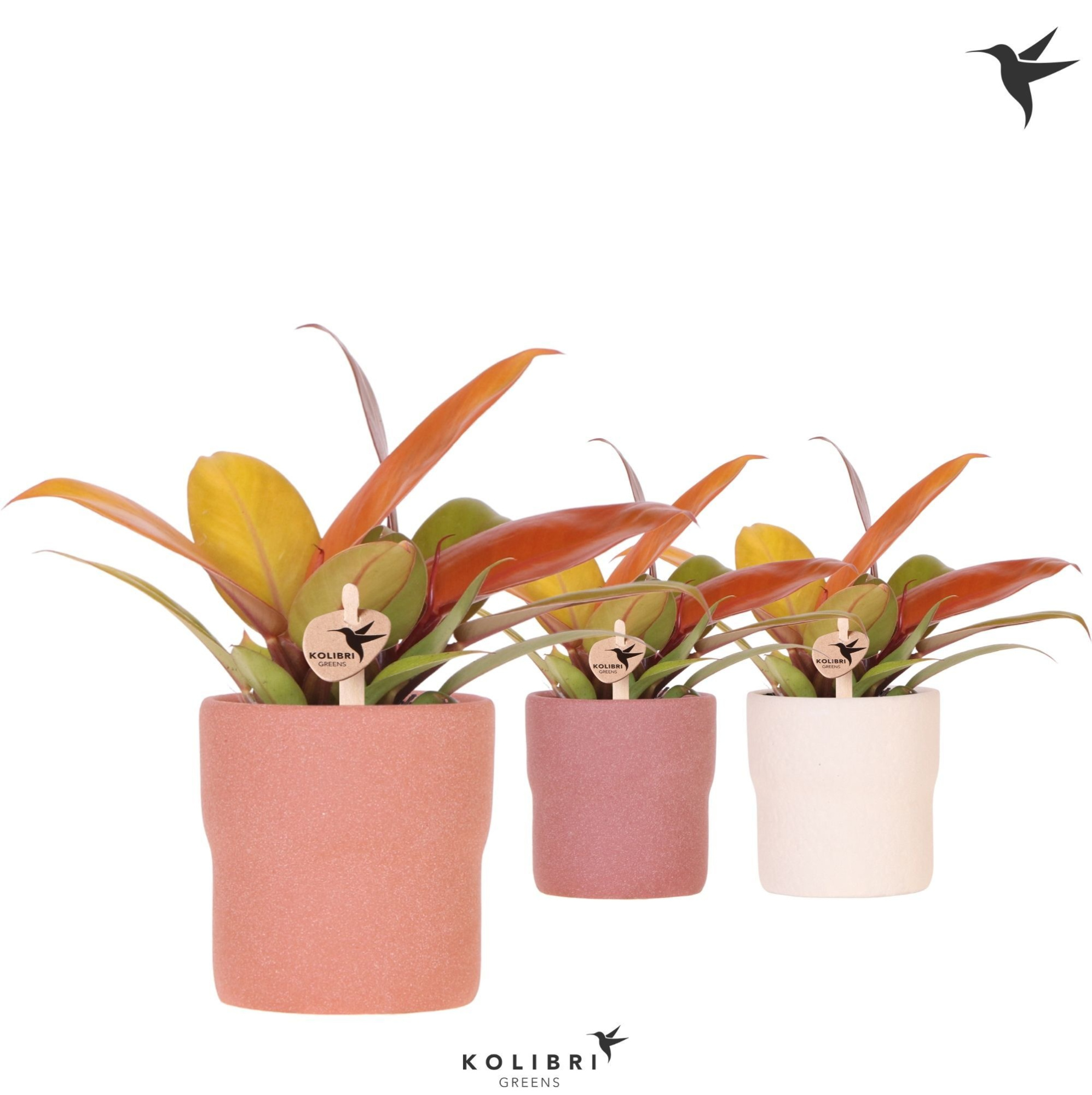 Kolibri Greens Philodendron Ruby red in Rustic pot terracotta mix, D 9
