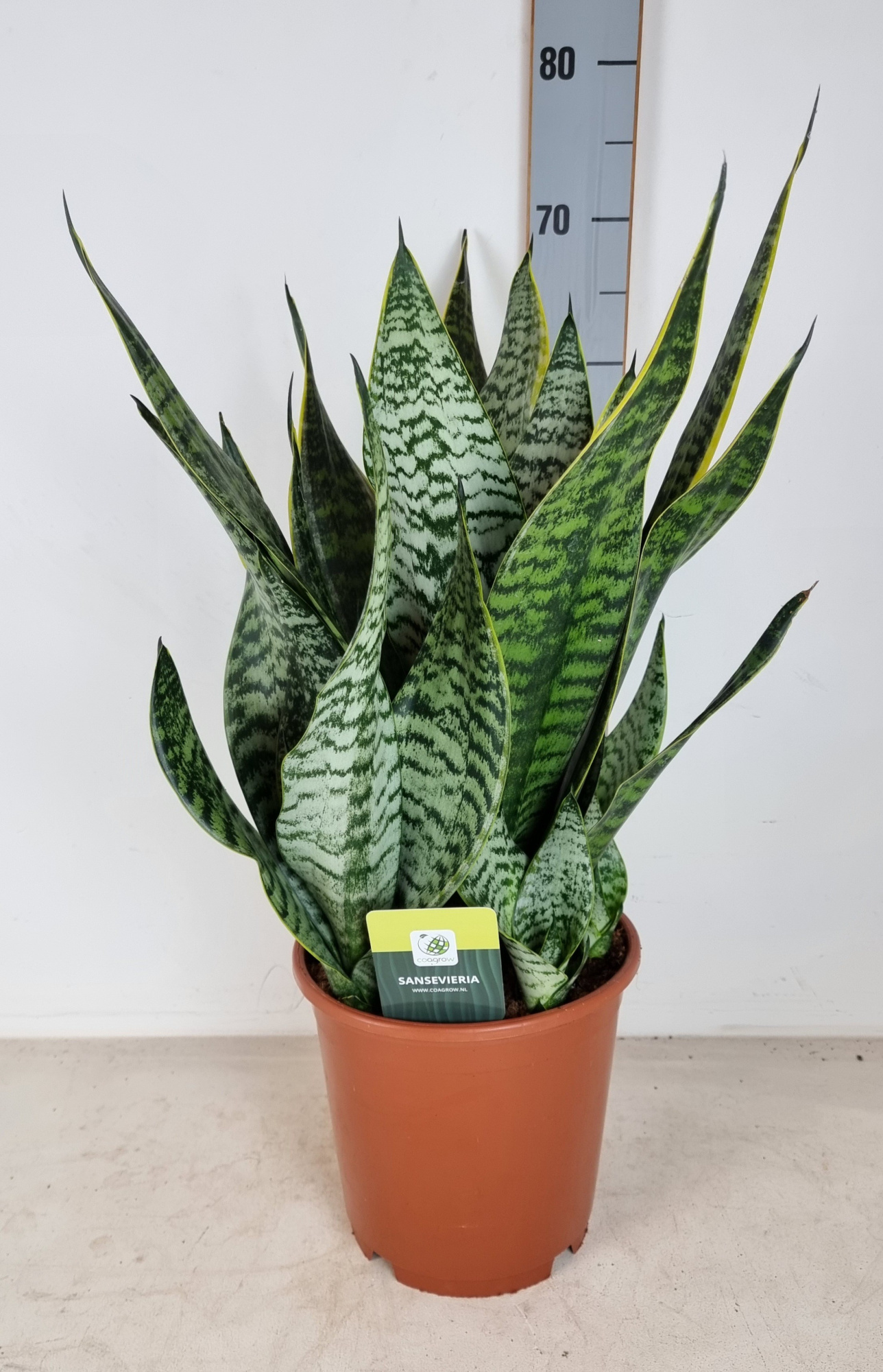 Sansevieria trifasciata 'Golden Edge', D 24 cm