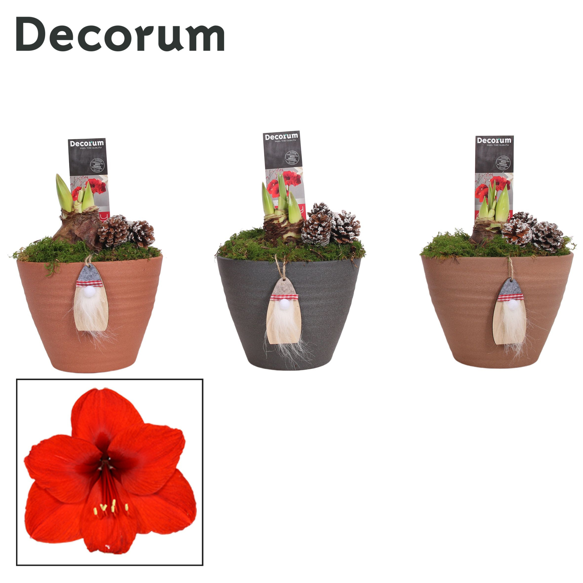 Amaryllis Rood 2 Knop Kaja KERST (Decorum), D 12 cm