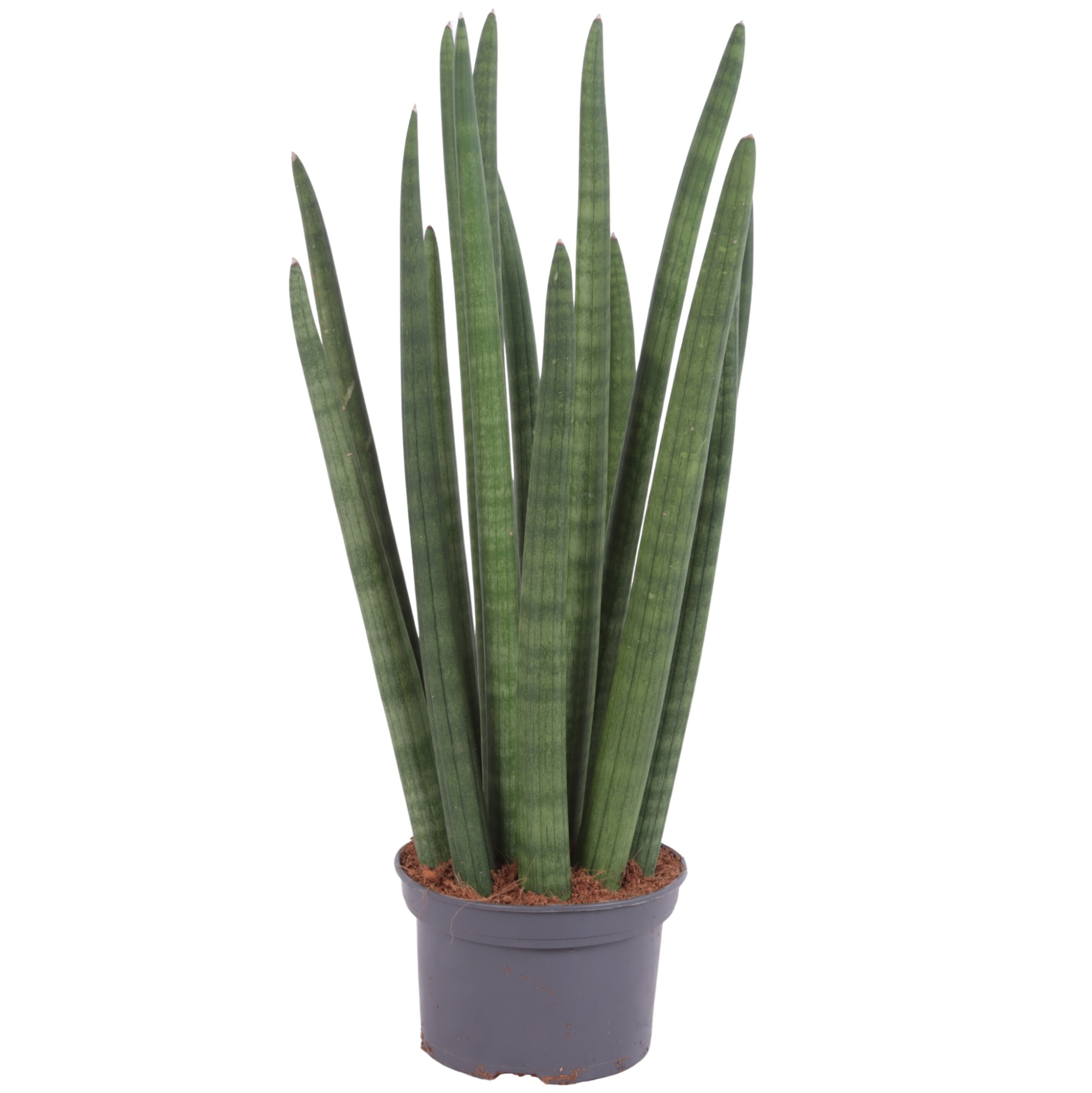 Sansevieria Cylindrica Straight 14 Leaf Ø15cm, D 15