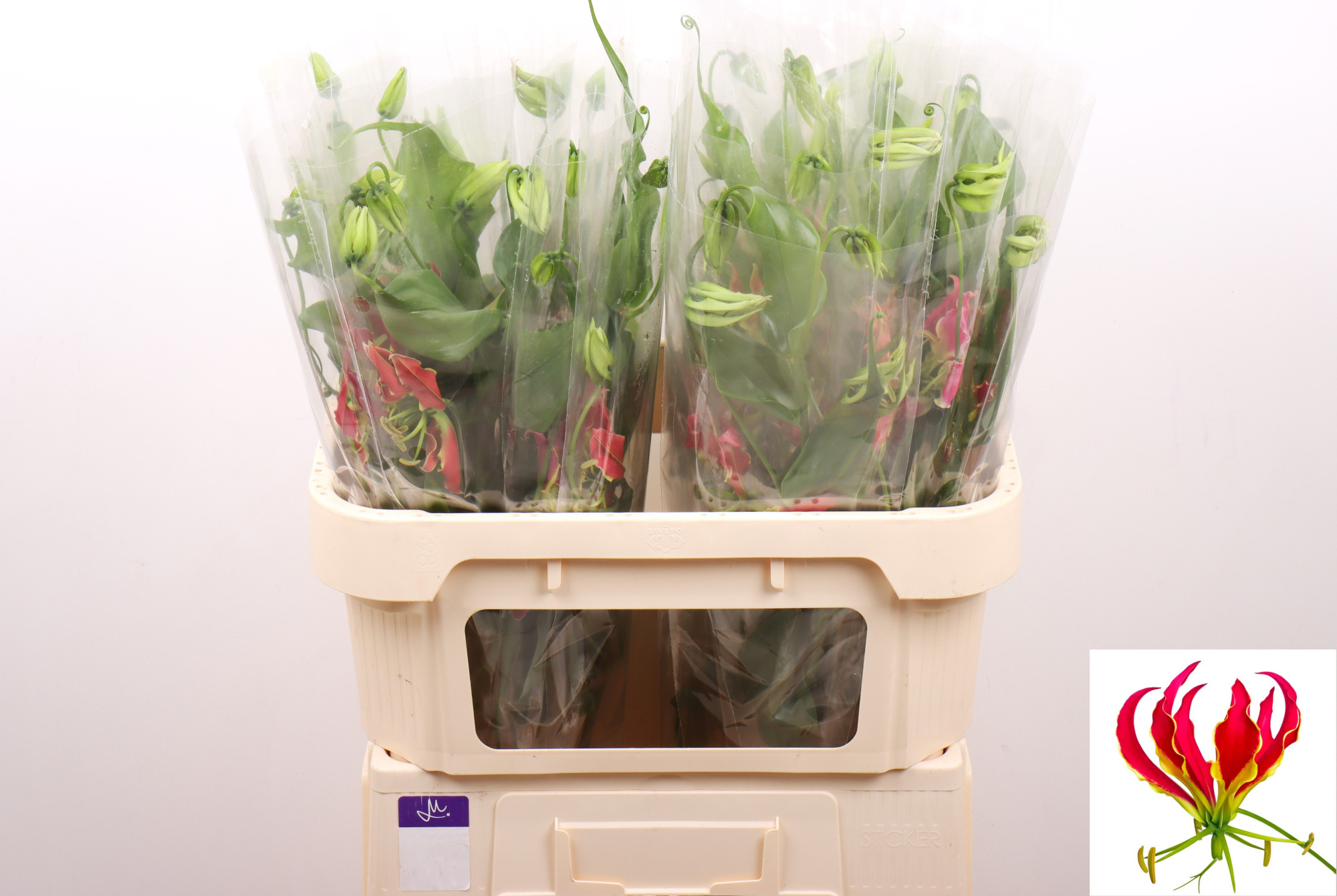 Глориоза Фифти Шейдс 70, шт.