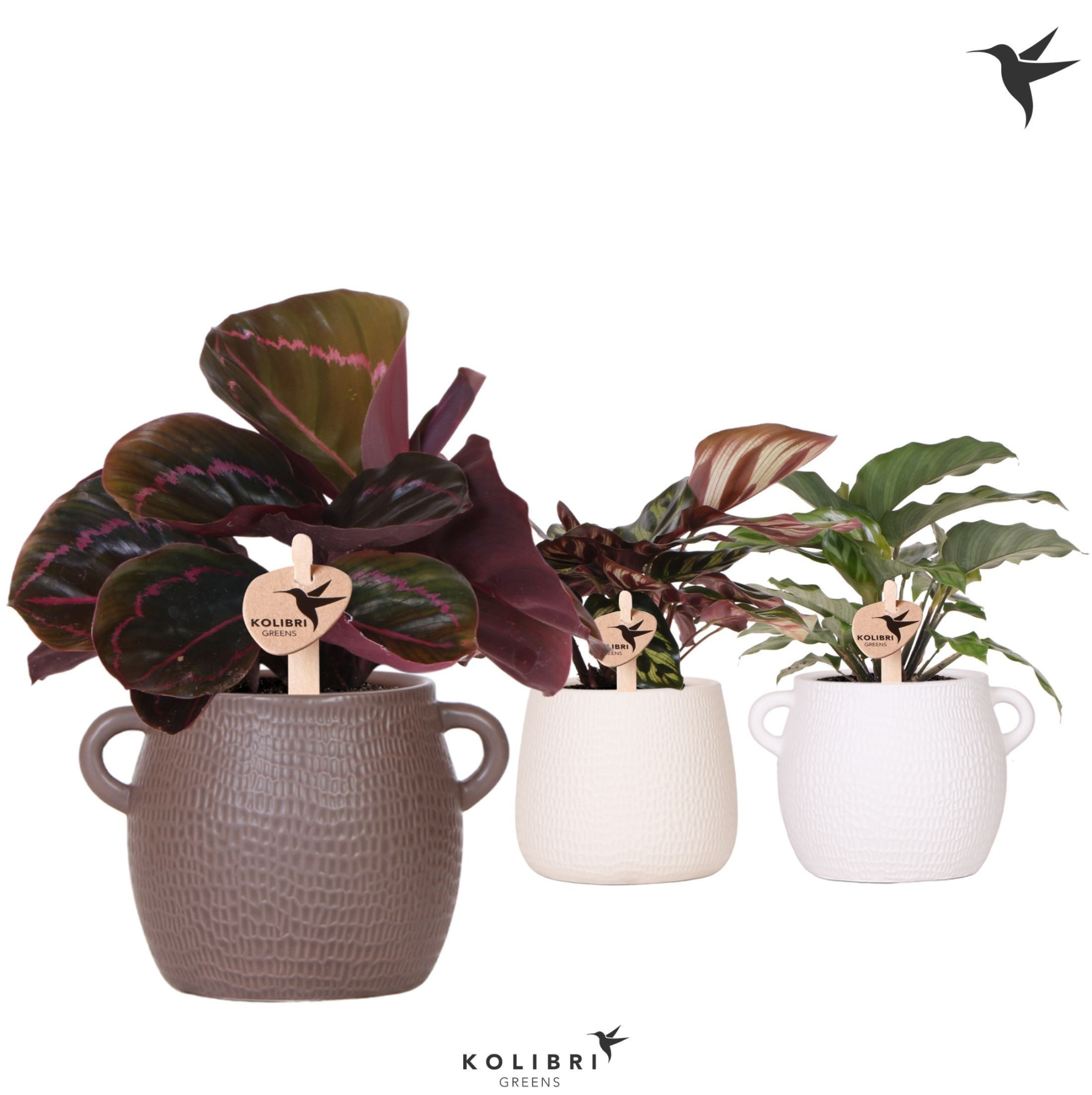 Kolibri Greens Calathea mix in Scales pot mix, D 9 cm